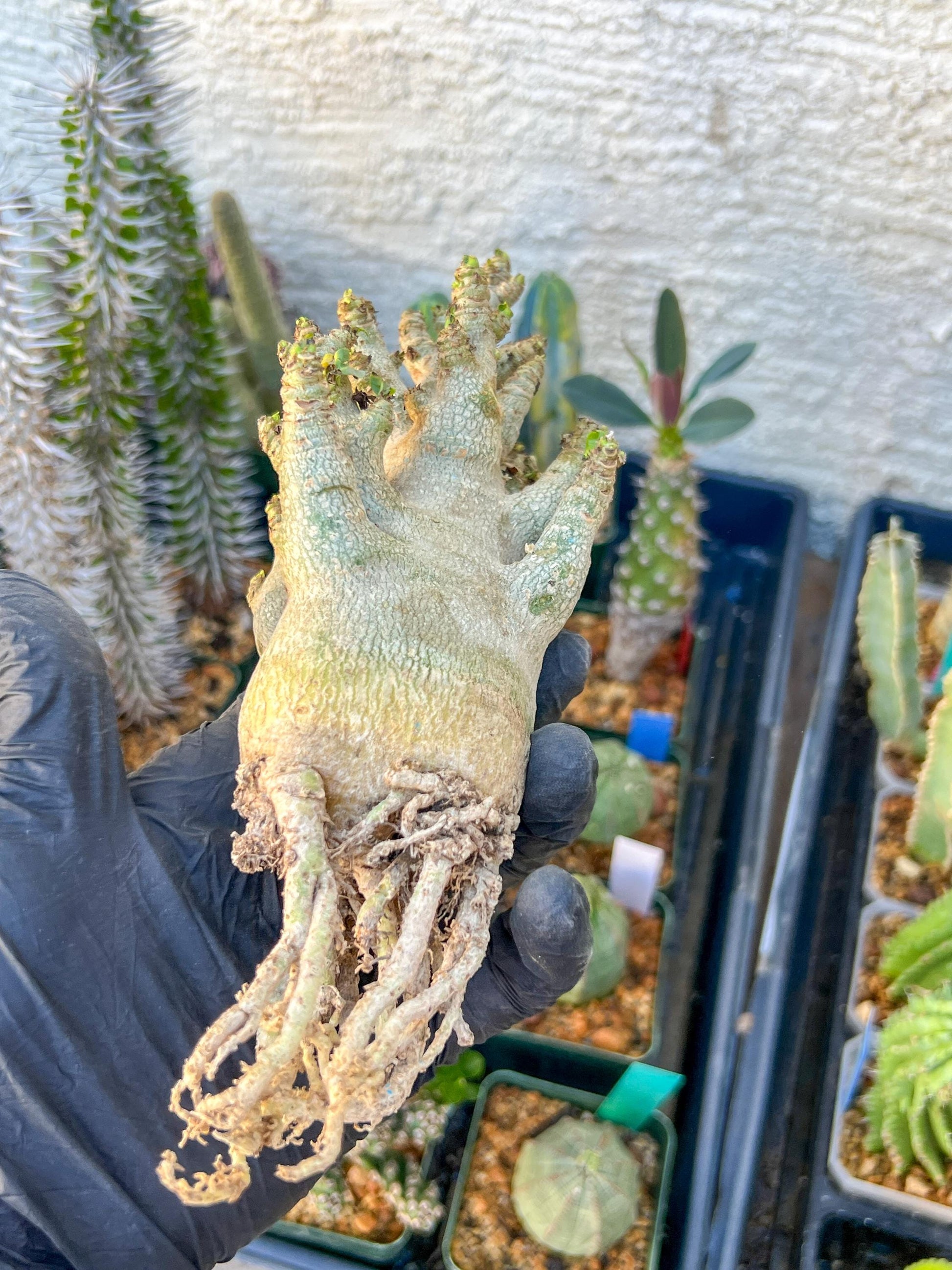 Adenium Arabicum (Blue) | Imported Desert Rose | Exotic Rare Plant