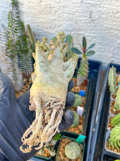 Adenium Arabicum (Blue) | Imported Desert Rose | Exotic Rare Plant