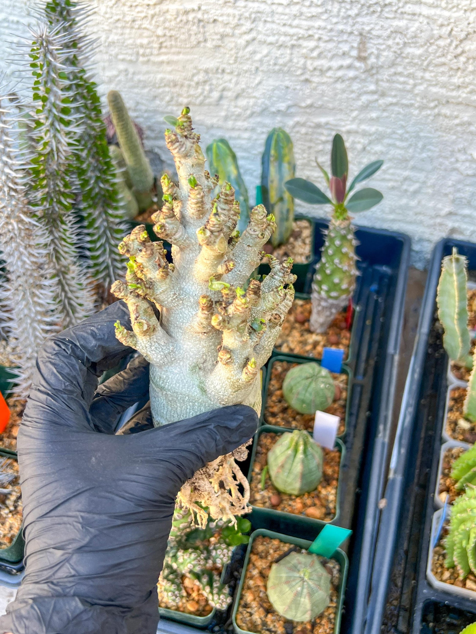 Adenium Arabicum (Blue) | Imported Desert Rose | Exotic Rare Plant