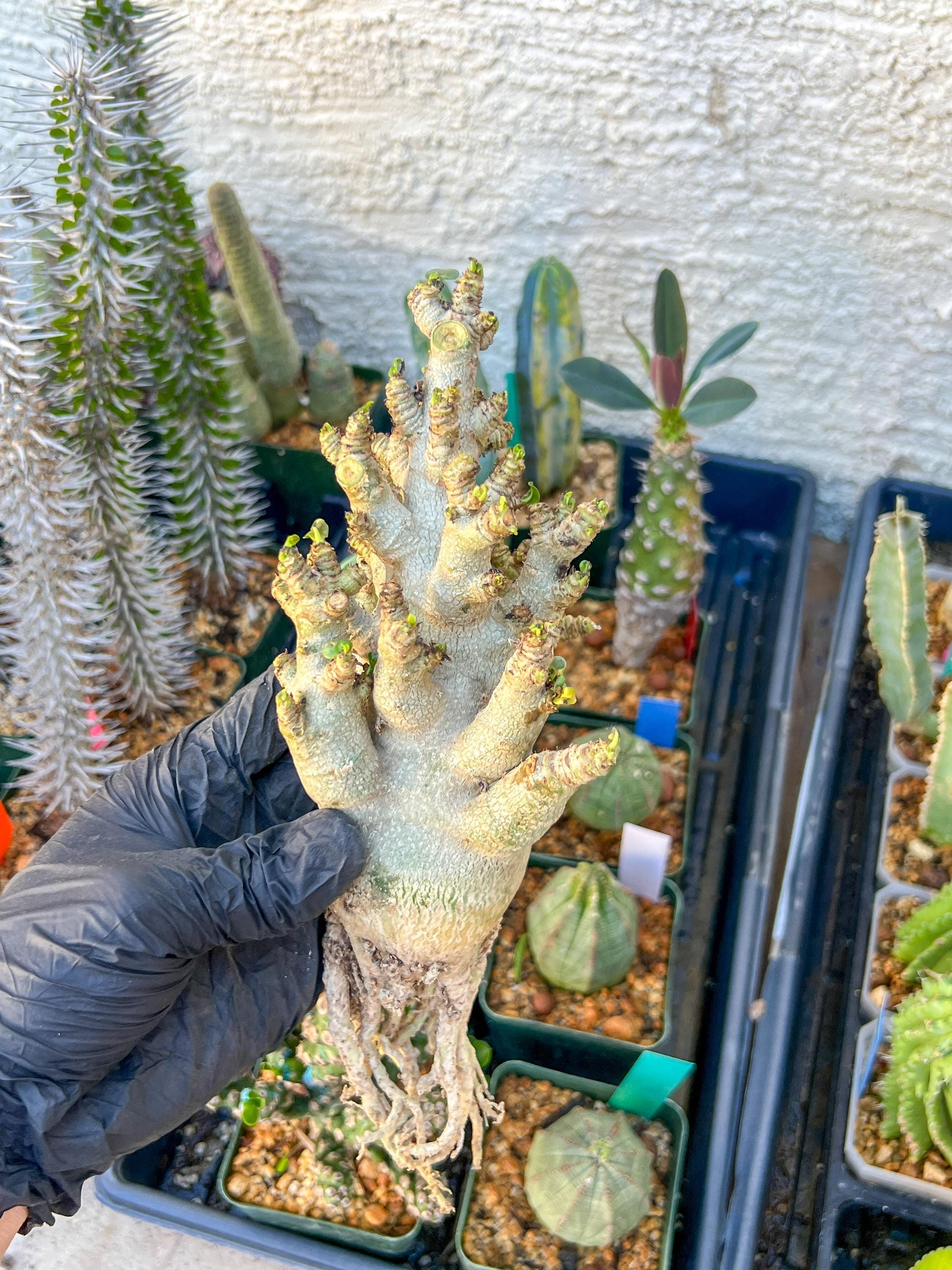 Adenium Arabicum (Blue) | Imported Desert Rose | Exotic Rare Plant