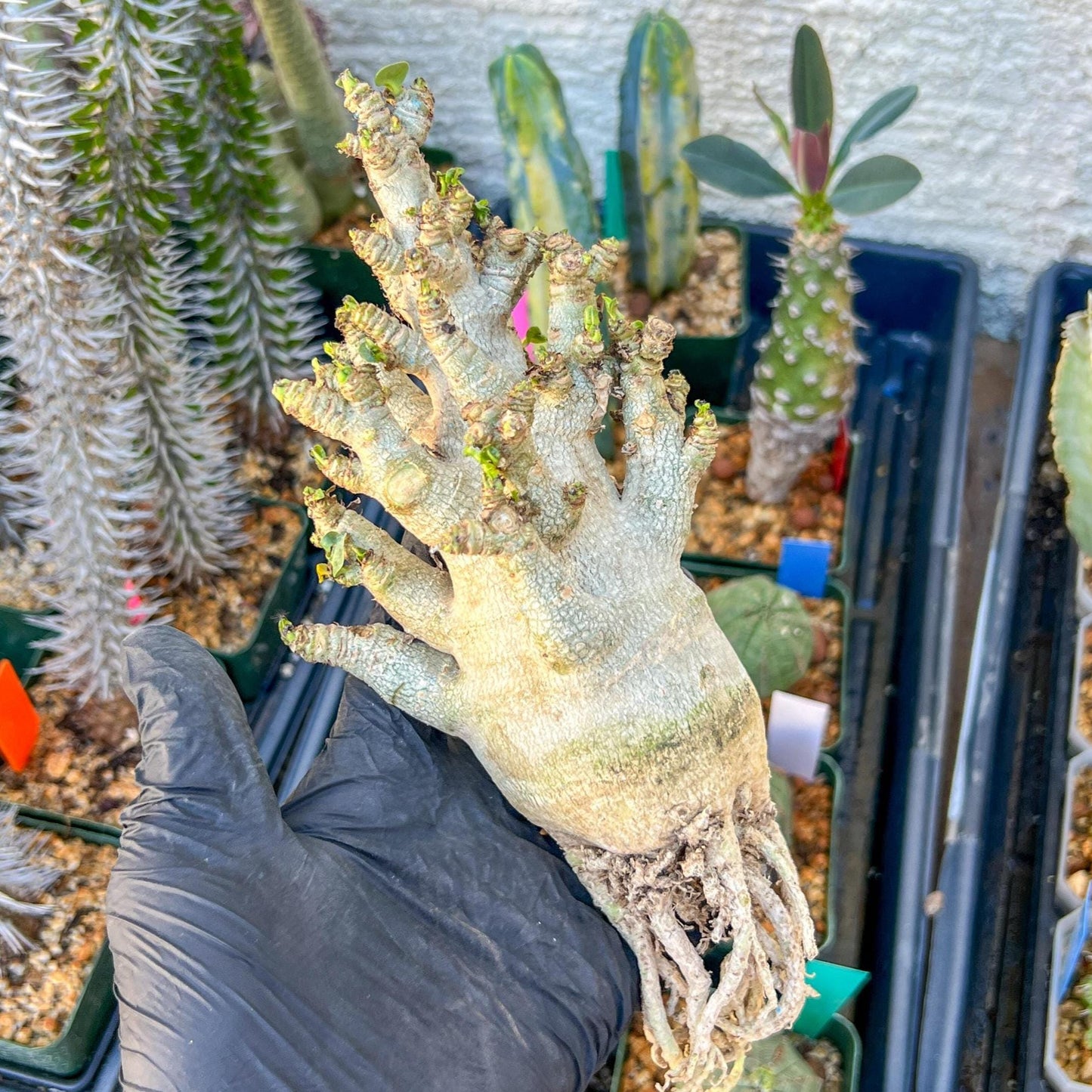 Adenium Arabicum (Blue) | Imported Desert Rose | Exotic Rare Plant