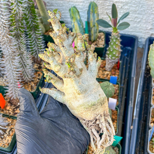 Adenium Arabicum (Blue) | Imported Desert Rose | Exotic Rare Plant