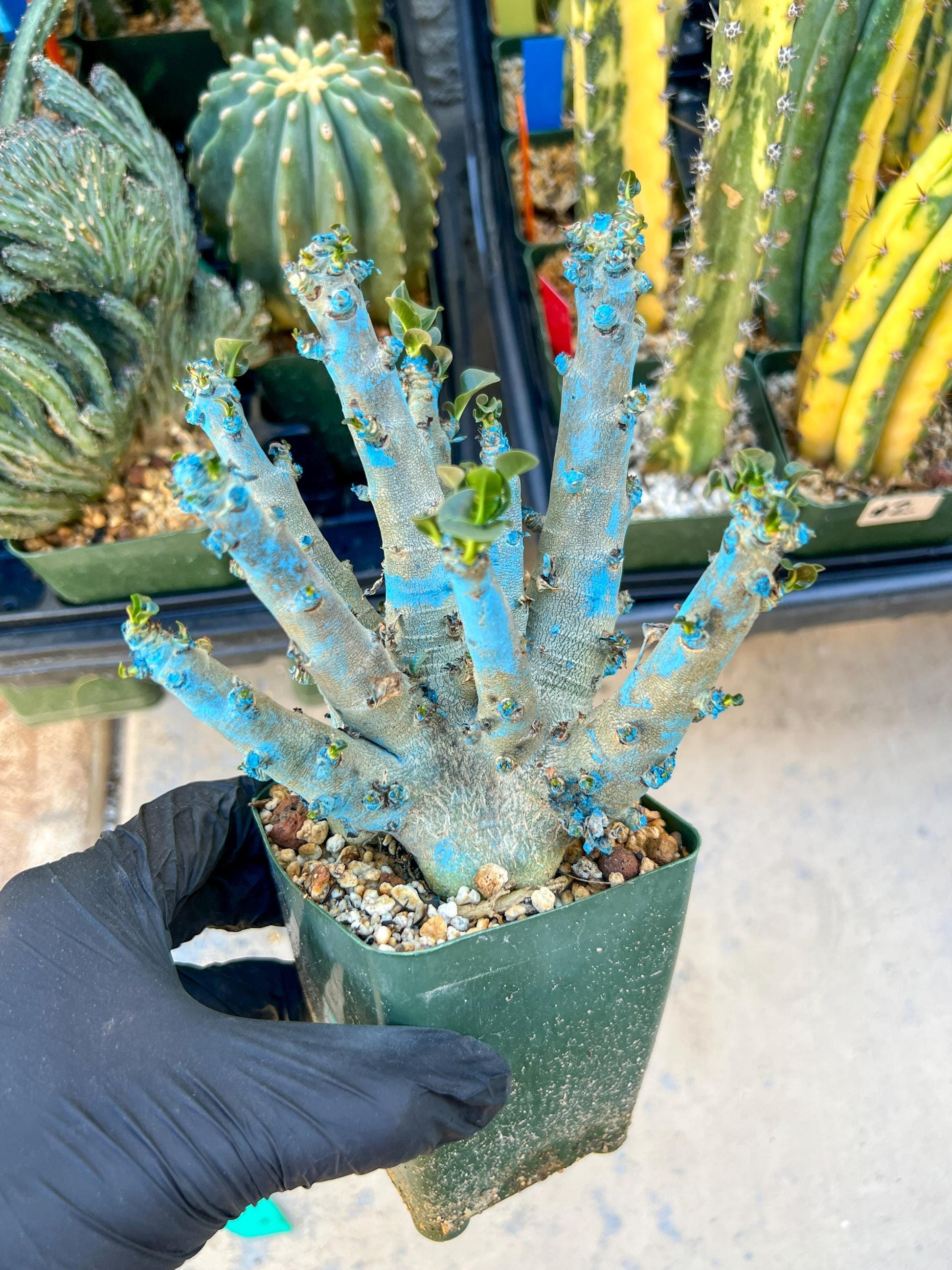 Adenium Arabicum (Green) | Imported Desert Rose | Exotic Rare Plant
