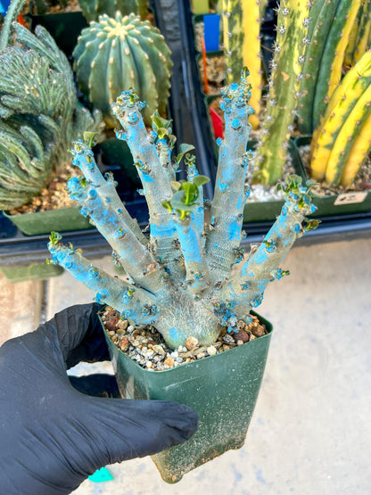 Adenium Arabicum (Green) | Imported Desert Rose | Exotic Rare Plant