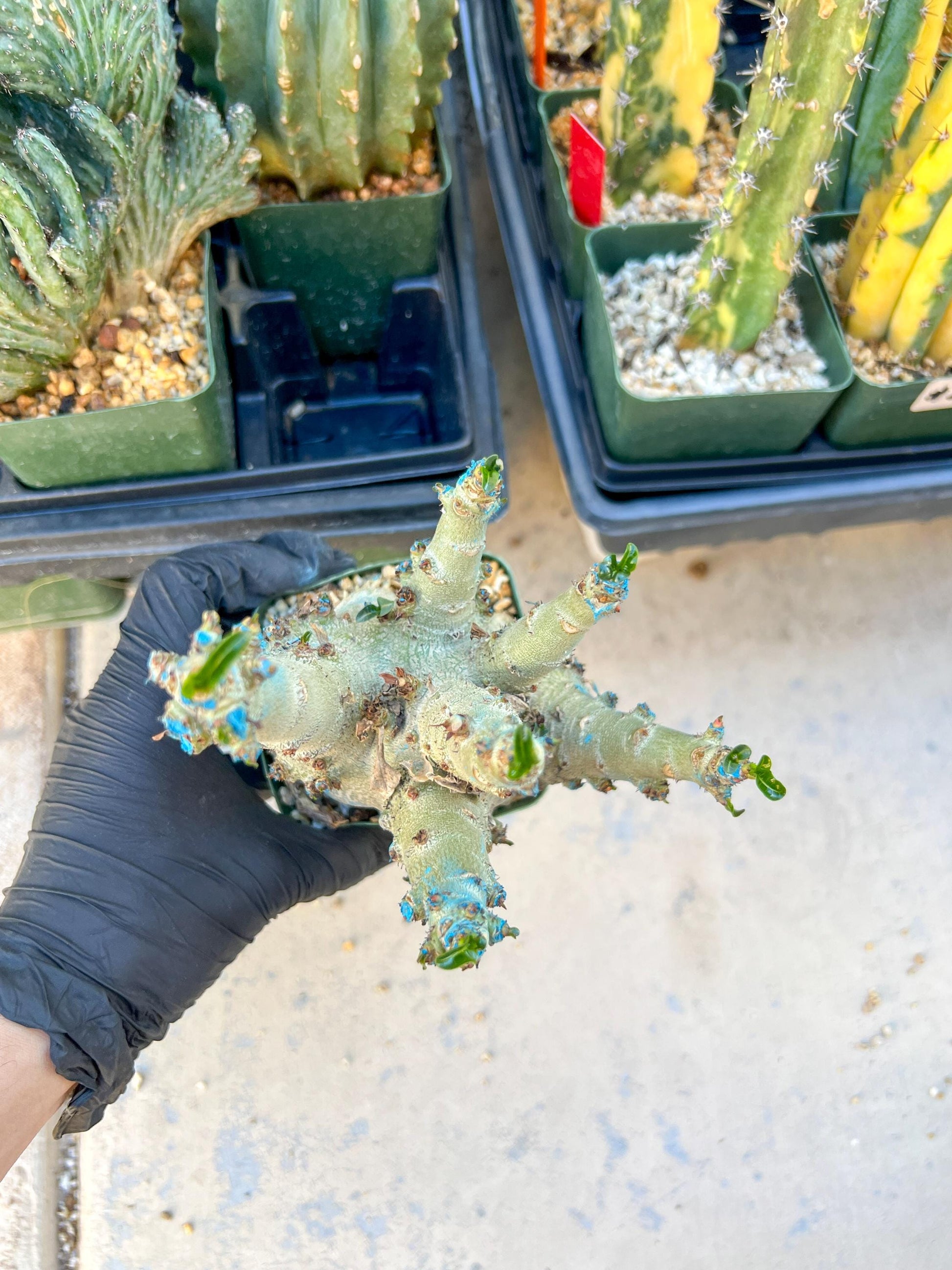 Adenium Arabicum (Yellow) | Imported Desert Rose | Exotic Rare Plant