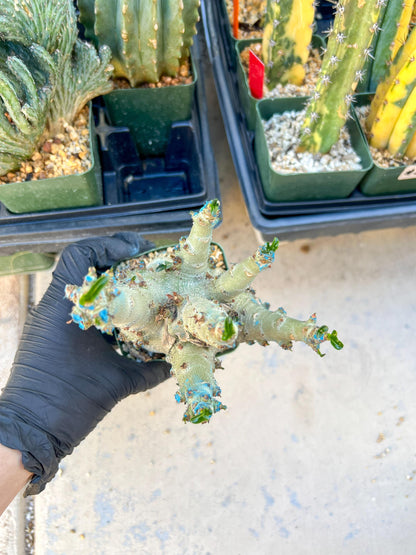 Adenium Arabicum (Yellow) | Imported Desert Rose | Exotic Rare Plant