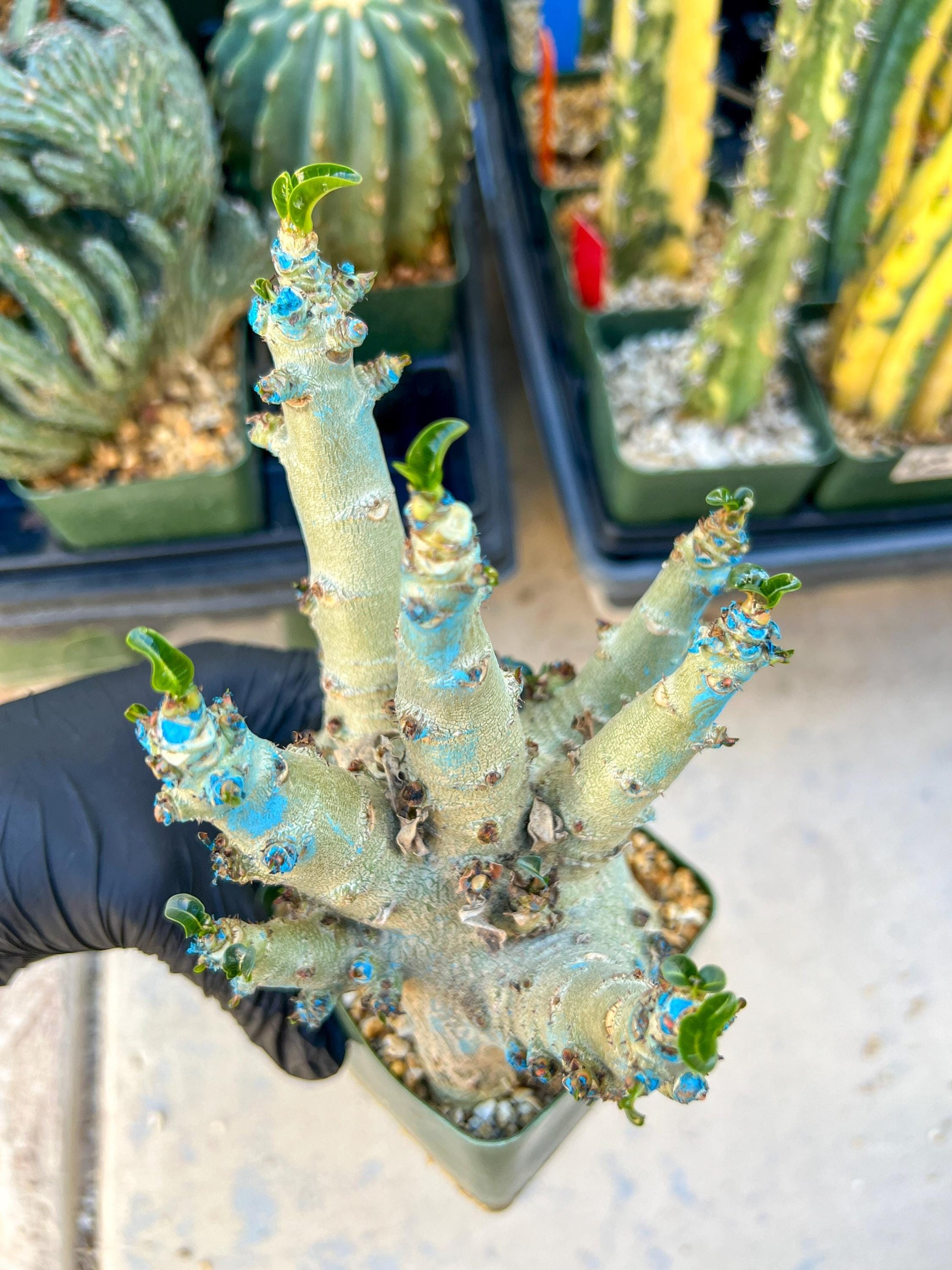 Adenium Arabicum (Yellow) | Imported Desert Rose | Exotic Rare Plant