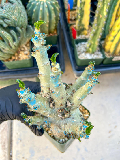Adenium Arabicum (Yellow) | Imported Desert Rose | Exotic Rare Plant