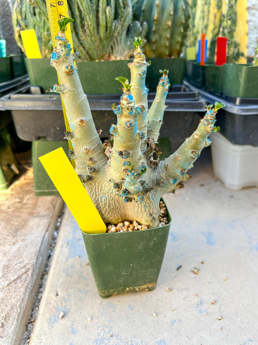 Adenium Arabicum (Yellow) | Imported Desert Rose | Exotic Rare Plant