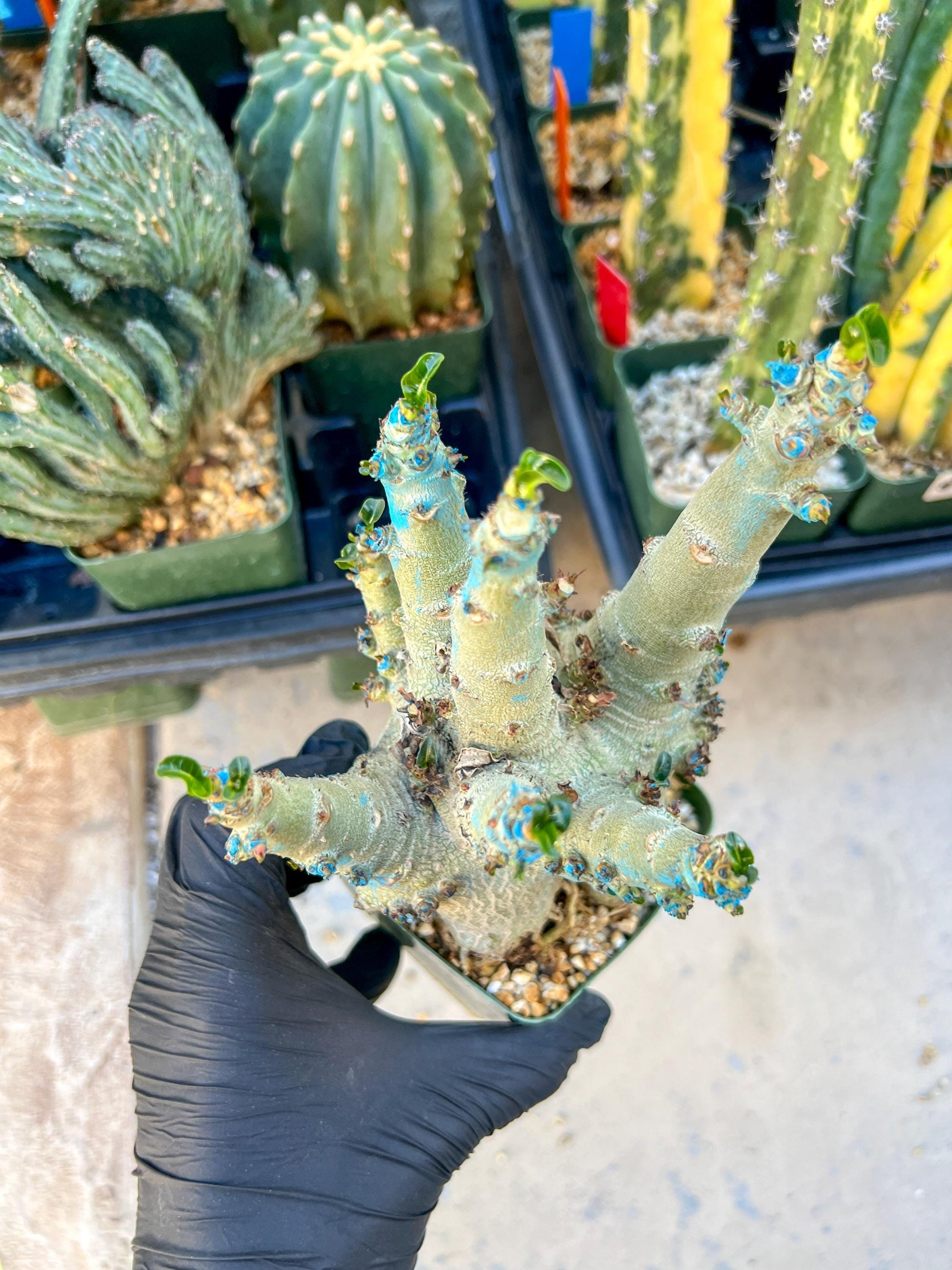 Adenium Arabicum (Yellow) | Imported Desert Rose | Exotic Rare Plant