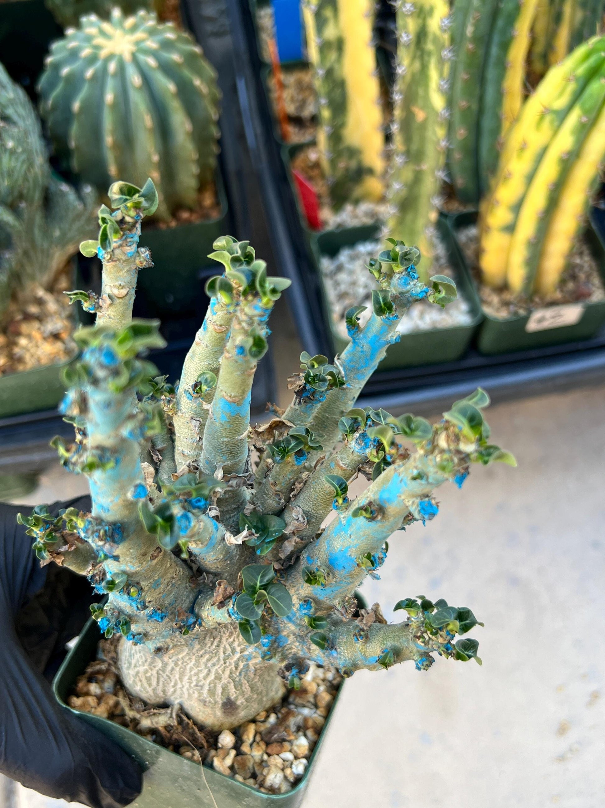 Adenium Arabicum (Red) | Imported Desert Rose | Exotic Rare Plant