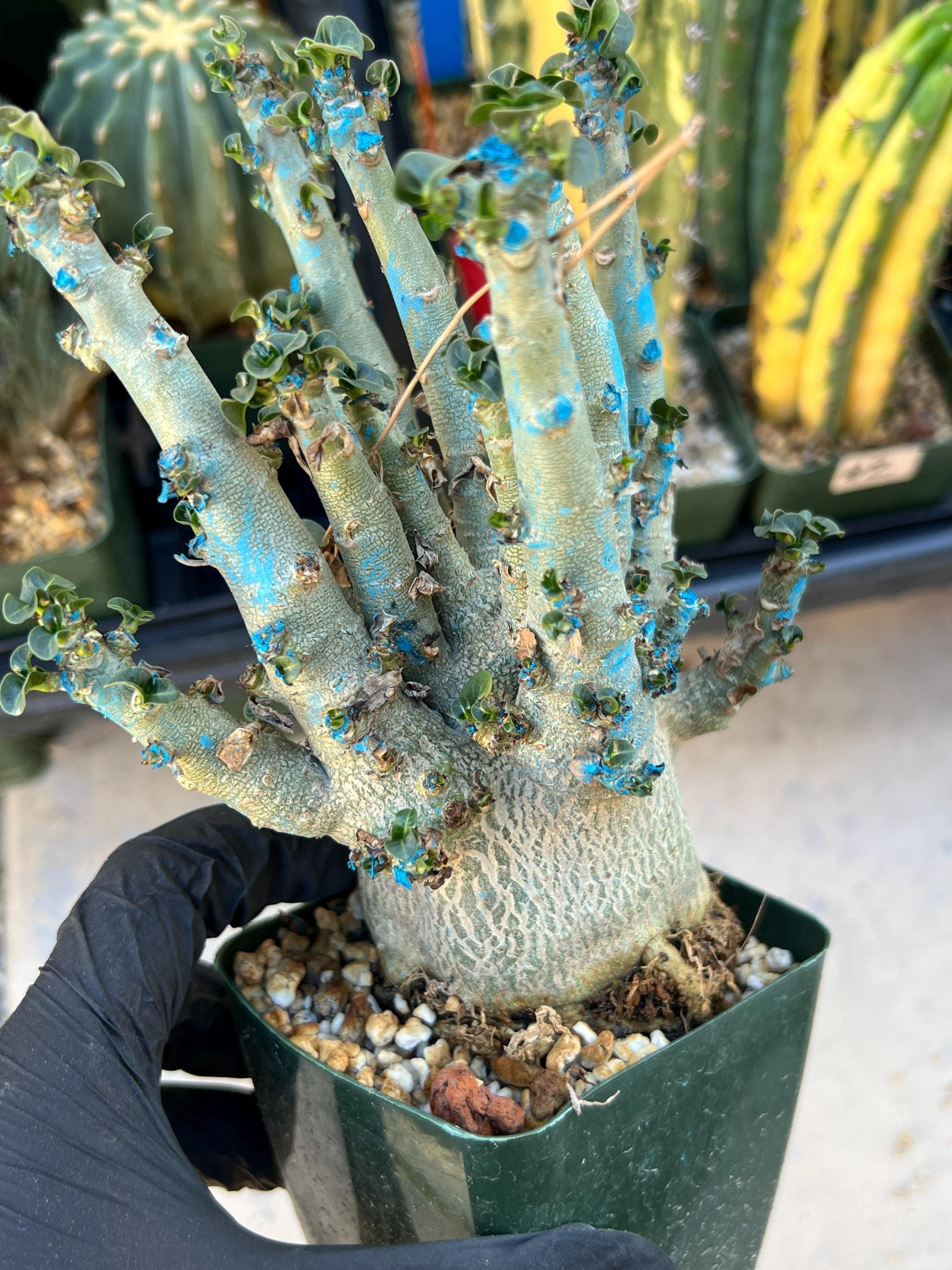 Adenium Arabicum (Red) | Imported Desert Rose | Exotic Rare Plant