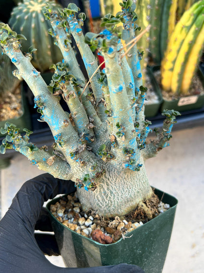 Adenium Arabicum (Red) | Imported Desert Rose | Exotic Rare Plant