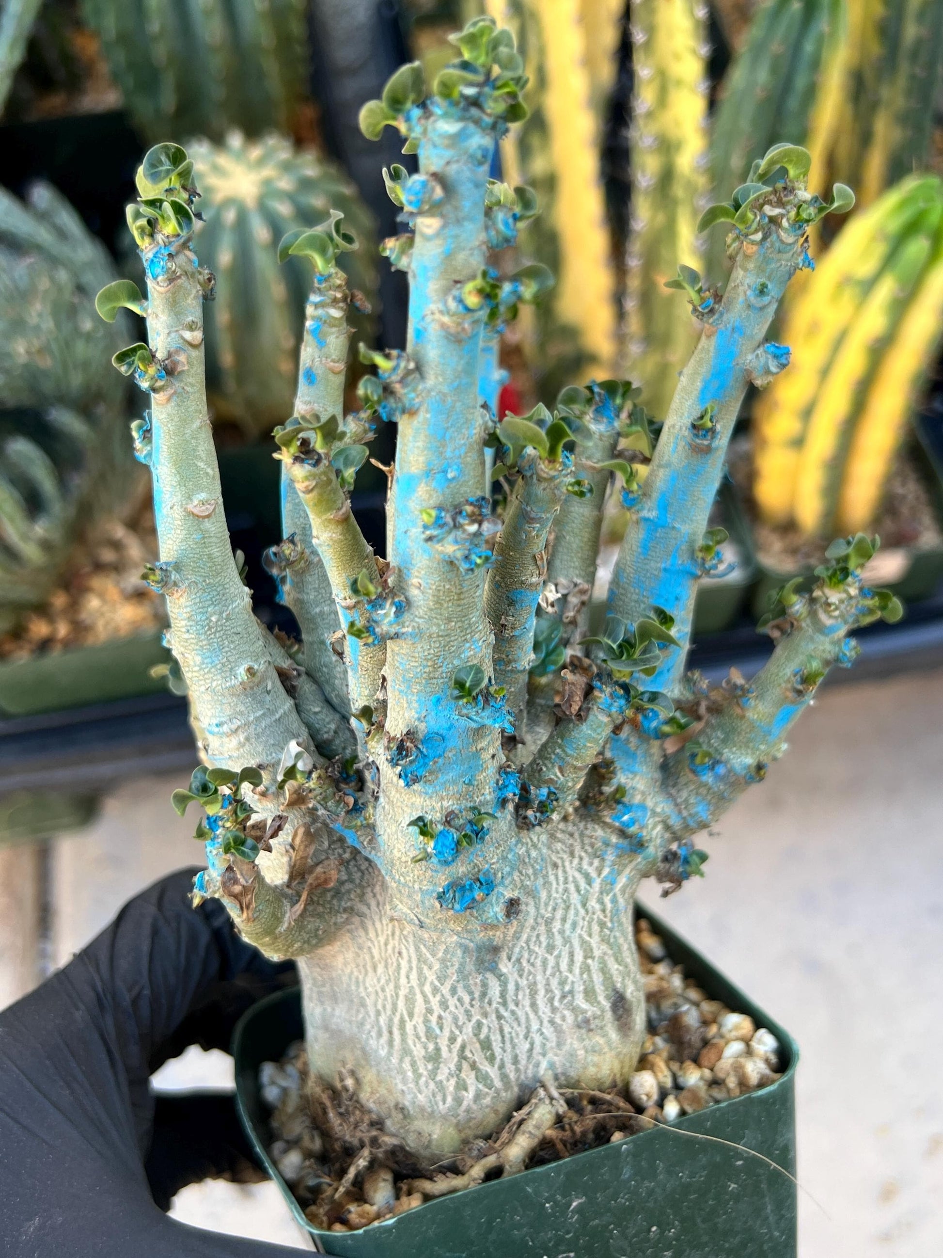 Adenium Arabicum (Red) | Imported Desert Rose | Exotic Rare Plant