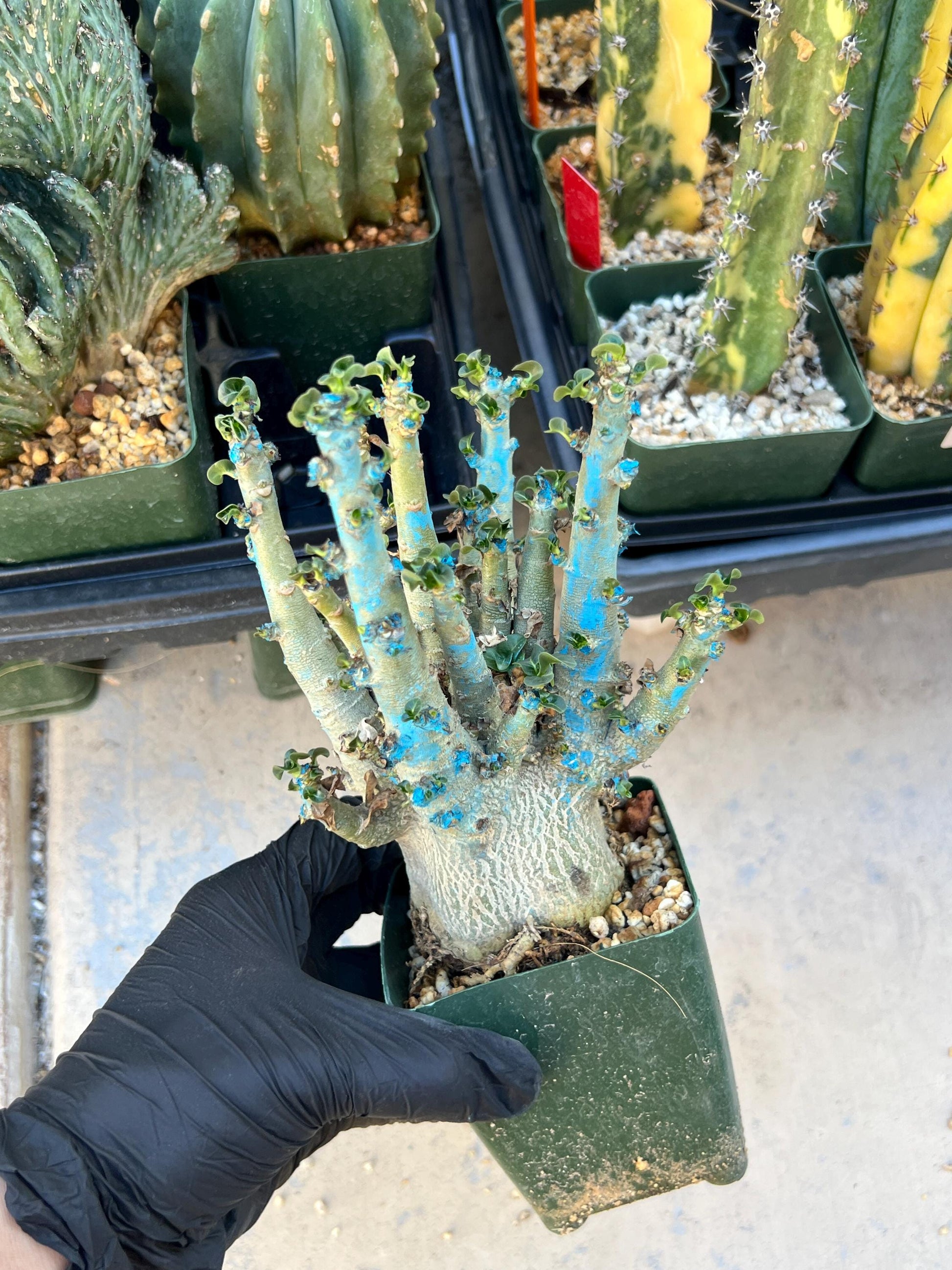 Adenium Arabicum (Red) | Imported Desert Rose | Exotic Rare Plant