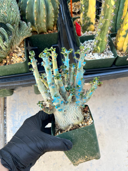 Adenium Arabicum (Red) | Imported Desert Rose | Exotic Rare Plant