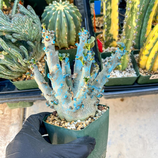 Adenium Arabicum (Green) | Imported Desert Rose | Exotic Rare Plant