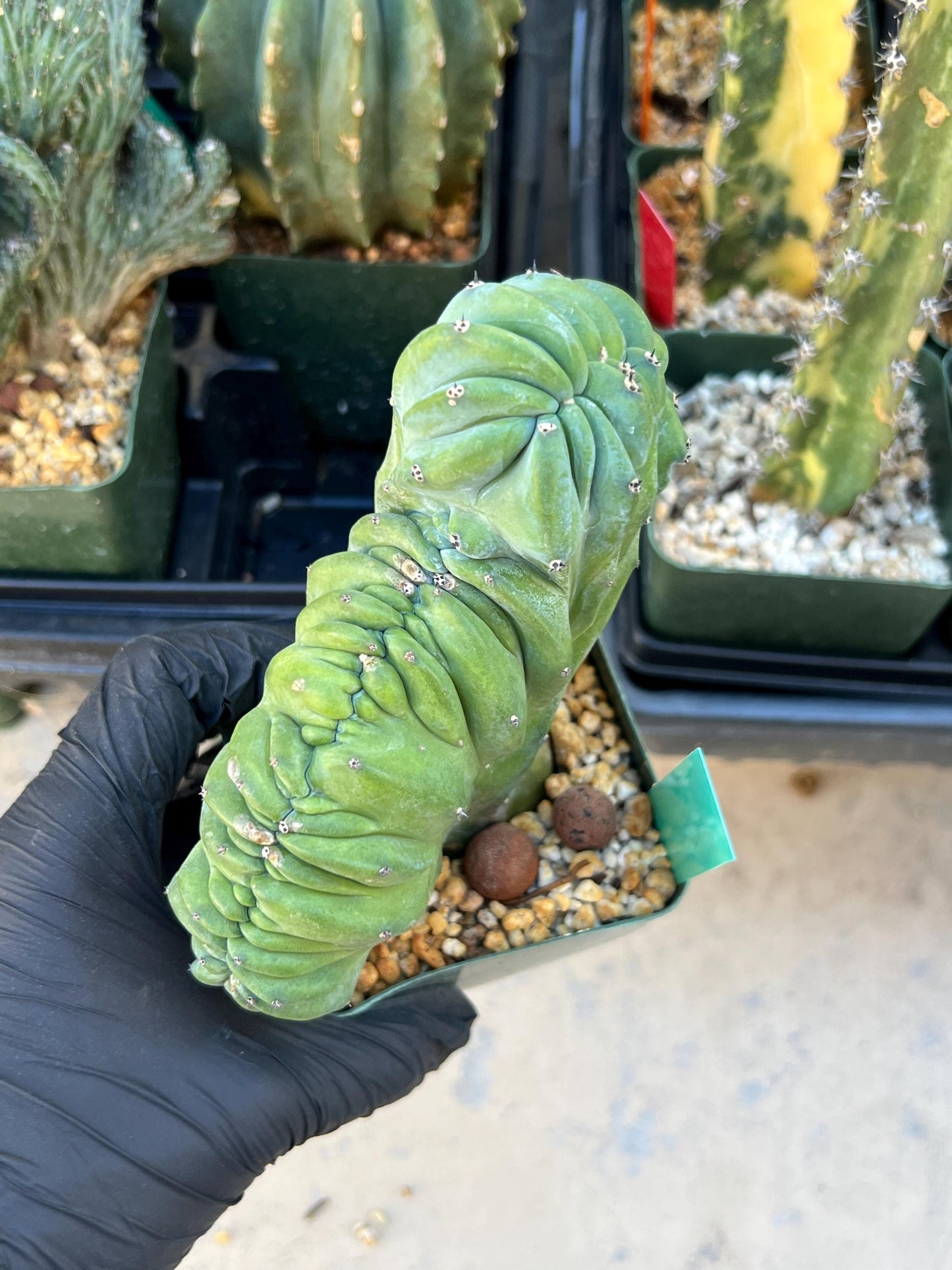 Myrtillocactus Geometrizans Crested (Green) | Imported Cactus