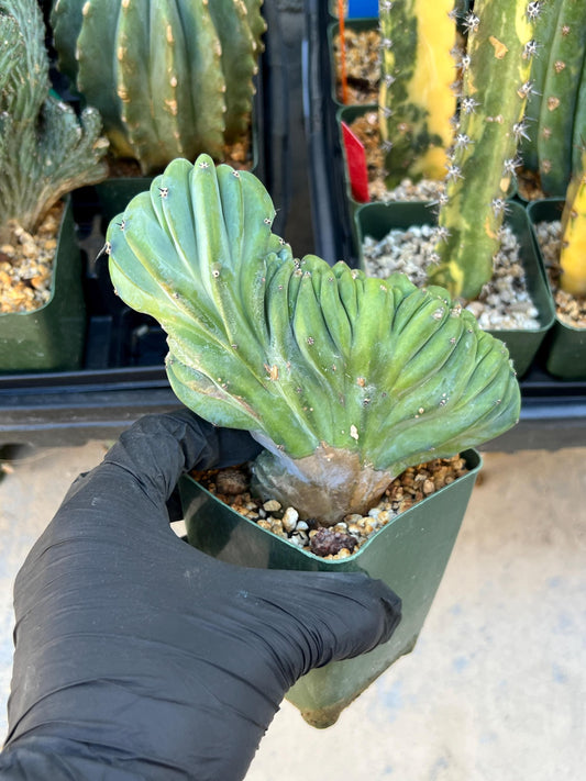 Myrtillocactus Geometrizans Crested (Green) | Imported Cactus