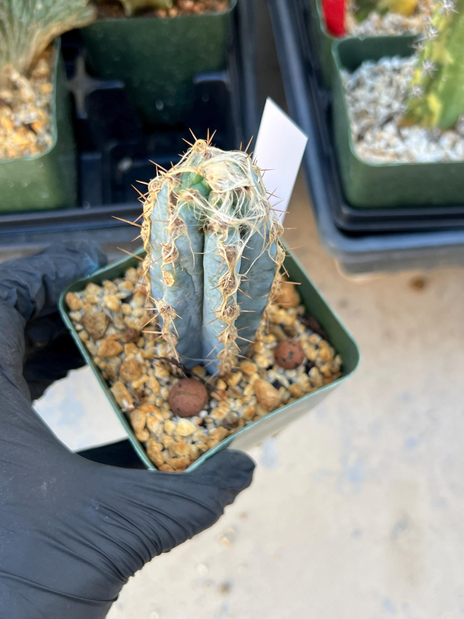 Pilosocereus Pachycladus (White) | Imported Plants