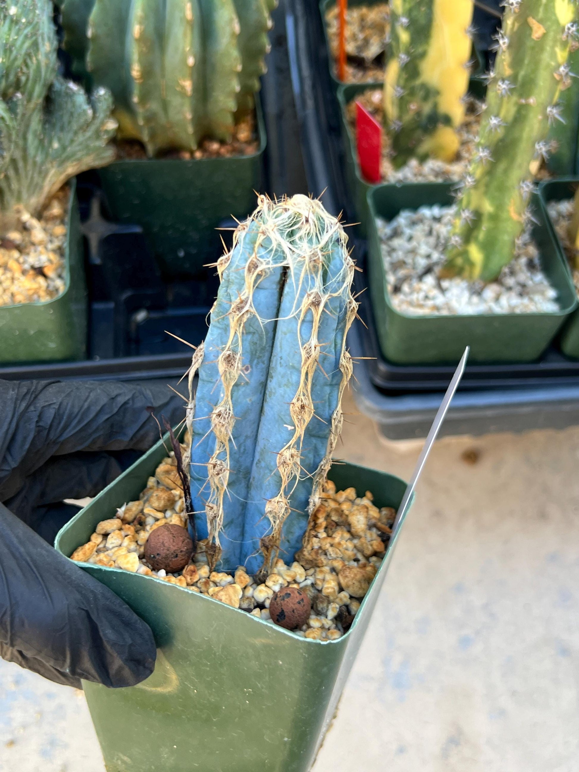 Pilosocereus Pachycladus (White) | Imported Plants