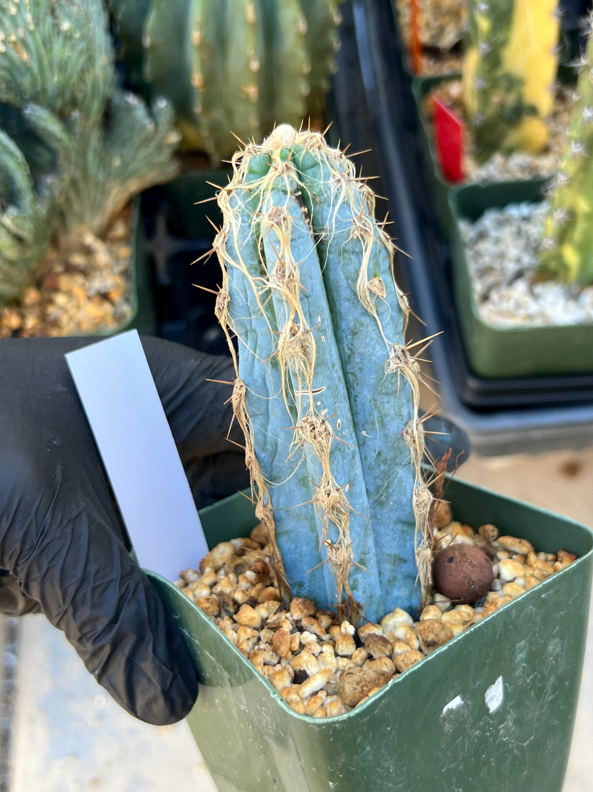 Pilosocereus Pachycladus (White) | Imported Plants
