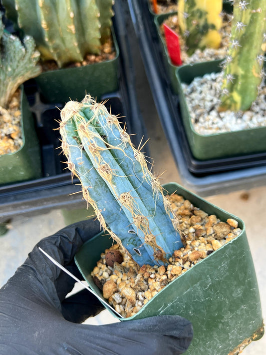 Pilosocereus Pachycladus (White) | Imported Plants