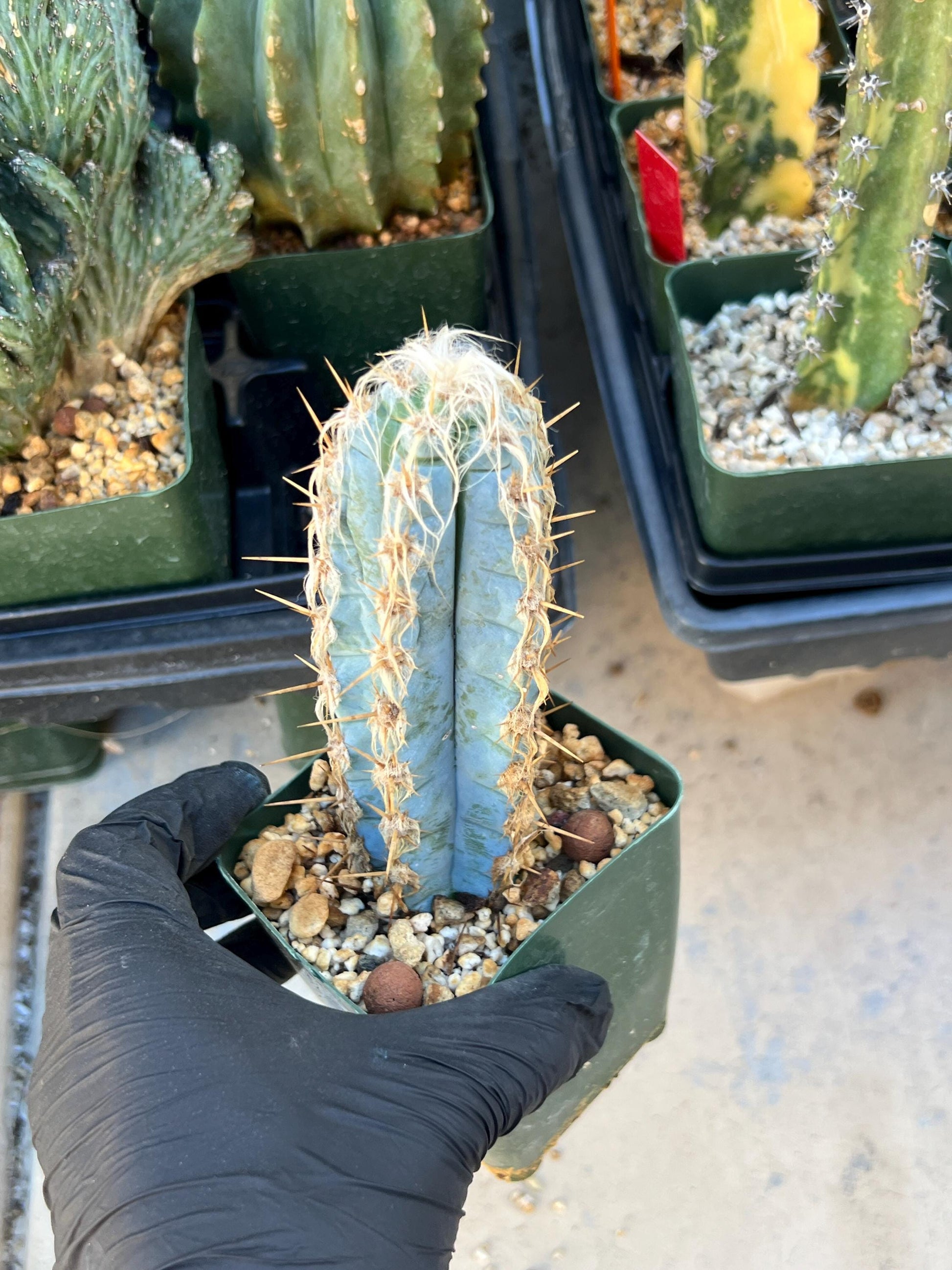 Pilosocereus Pachycladus (Blue) | Imported Plants