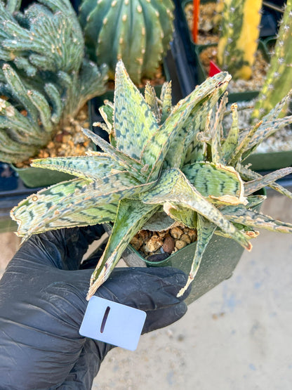 Aloe Candy Cane Plant (#1~2) | Color change Seasonally | 3.5" Pot