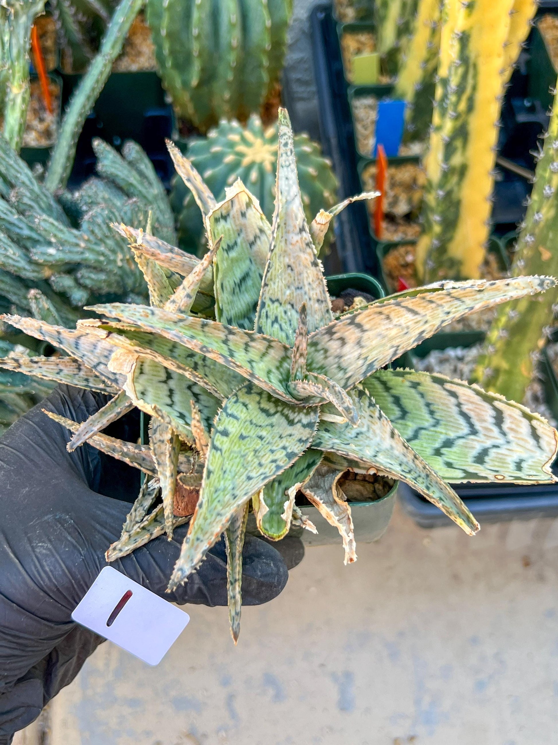 Aloe Candy Cane Plant (#1~2) | Color change Seasonally | 3.5" Pot