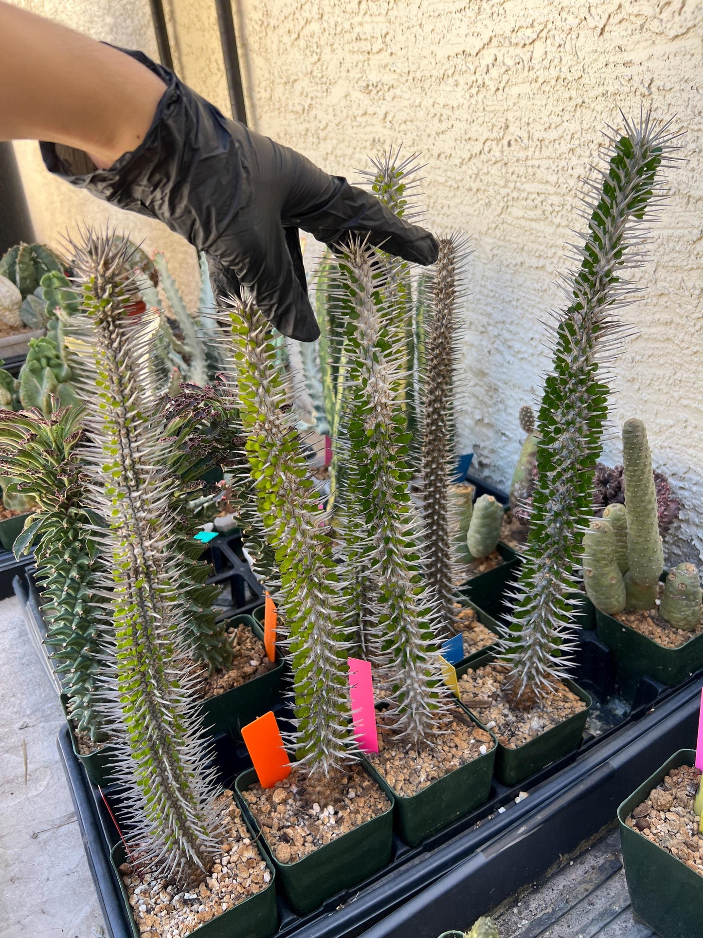 Madagascar ocotillo Alluaudia procera (G2) | Rare Imported