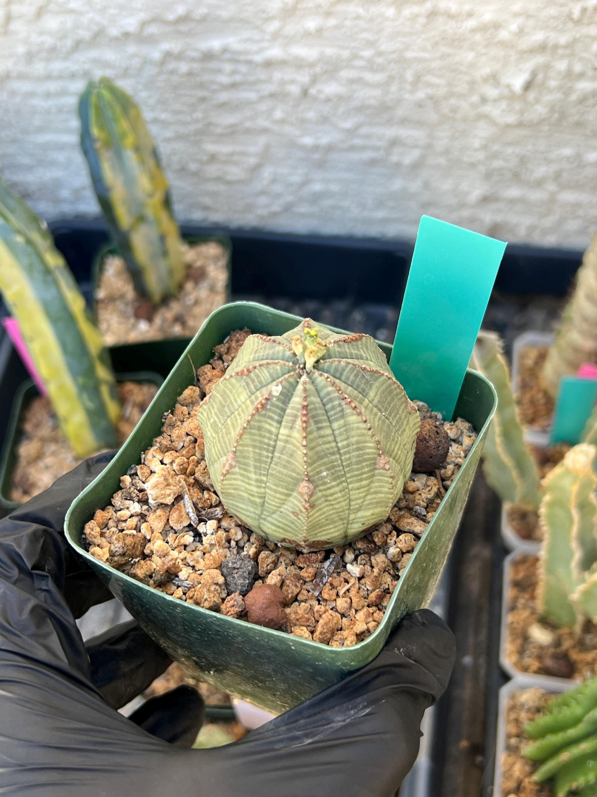 Euphorb obesa | Cactus Plants | Imported Plants