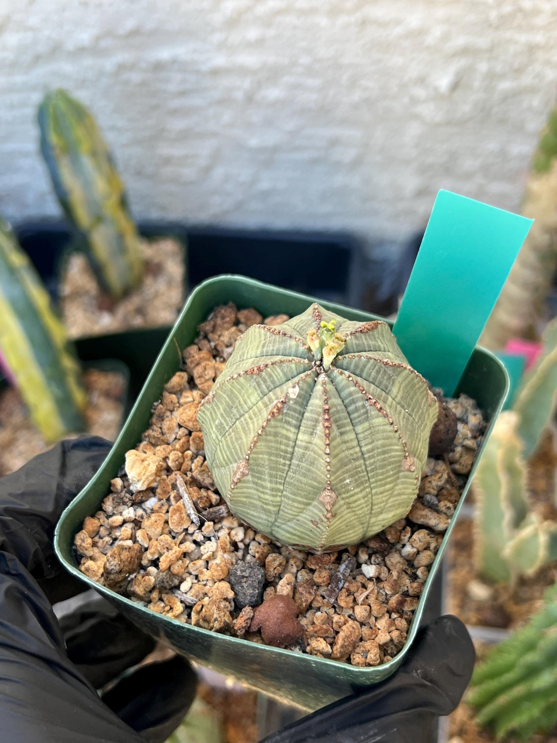 Euphorb obesa | Cactus Plants | Imported Plants