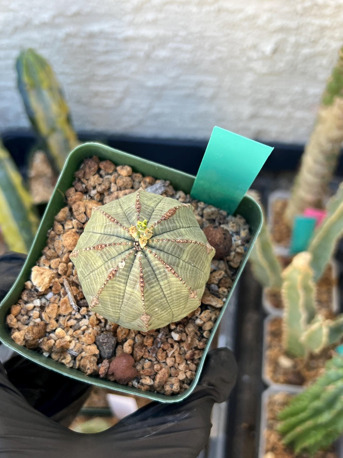 Euphorb obesa (Green) | Imported Plants