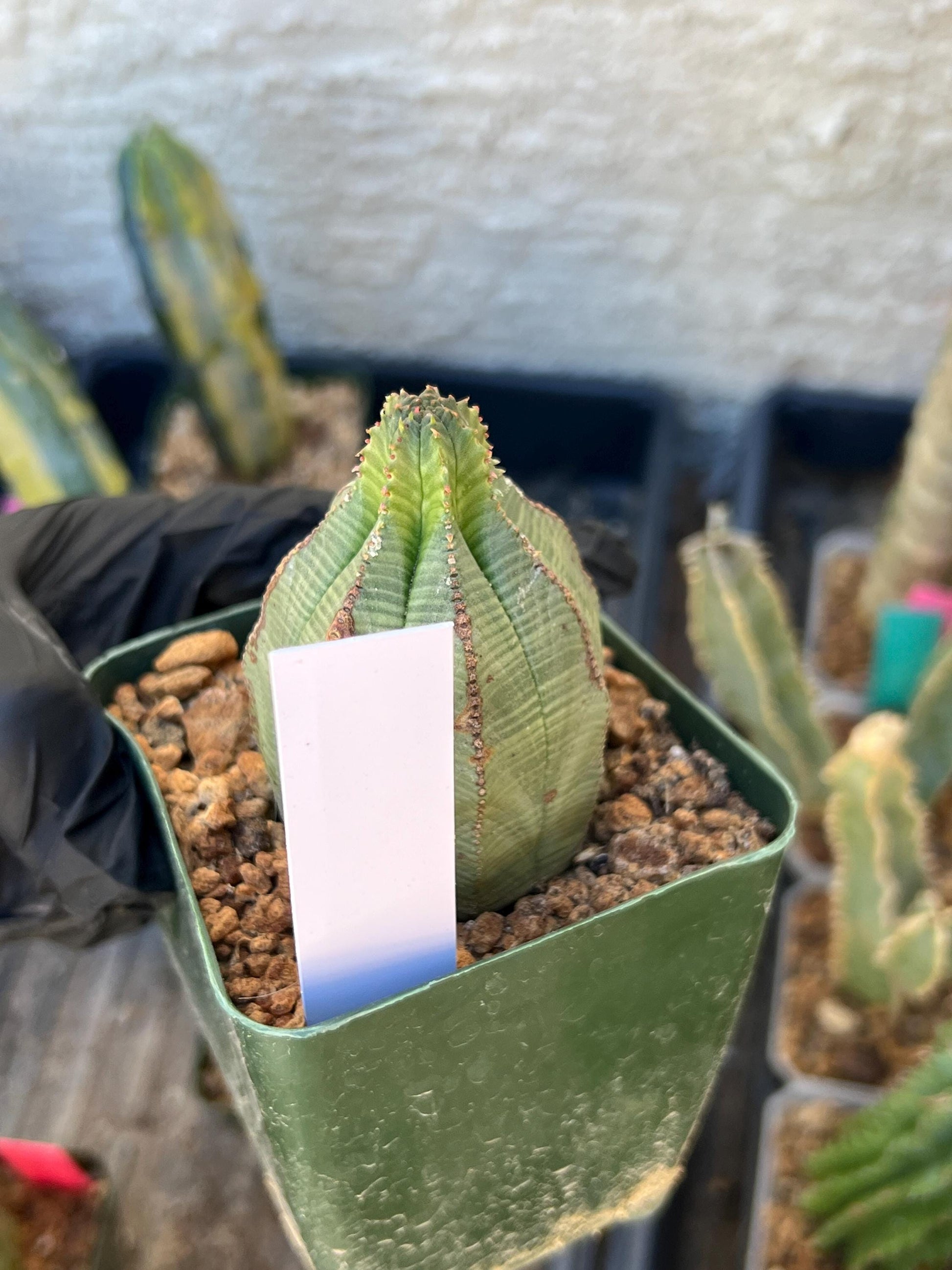Euphorb obesa (White) | Imported Plants