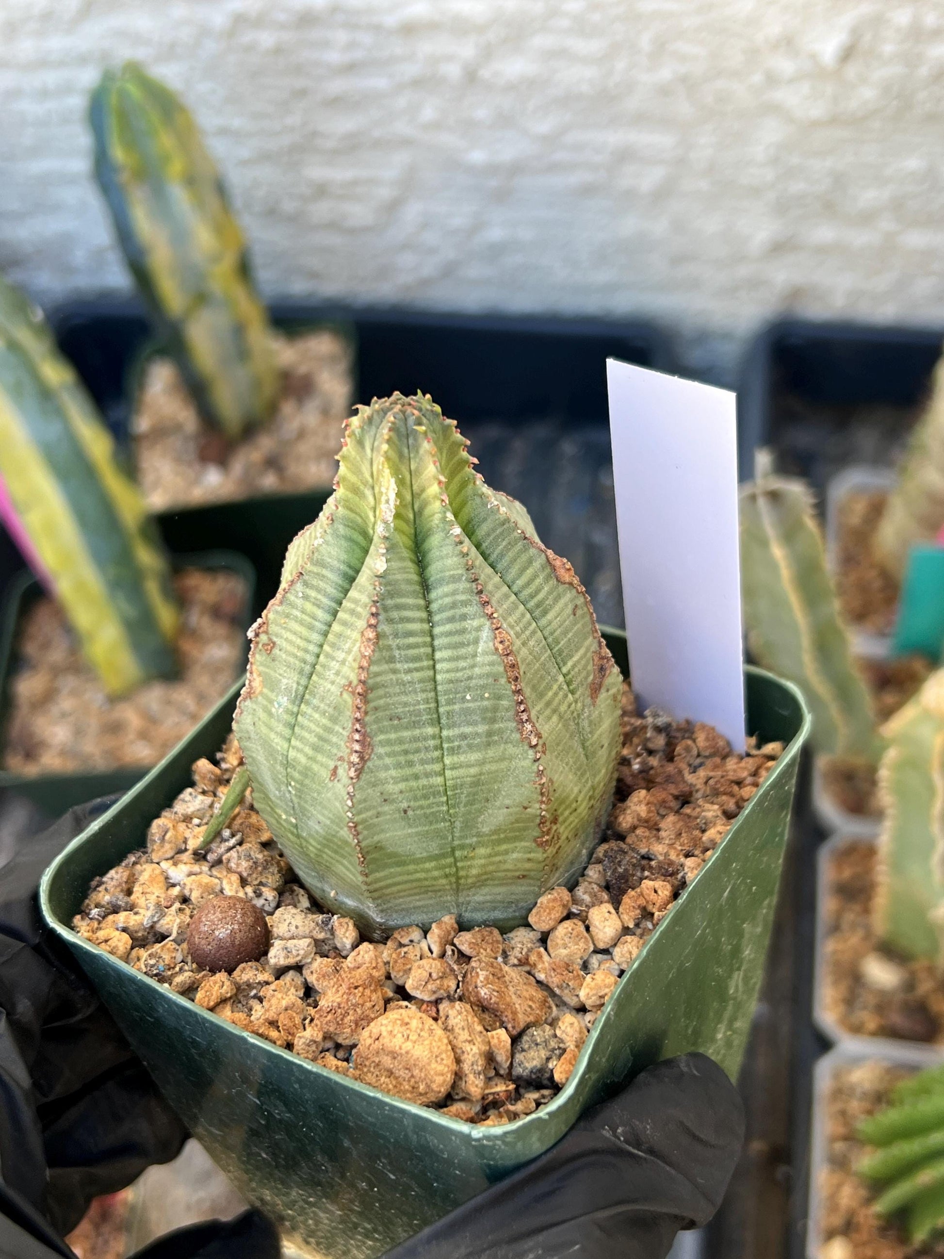 Euphorb obesa (White) | Imported Plants