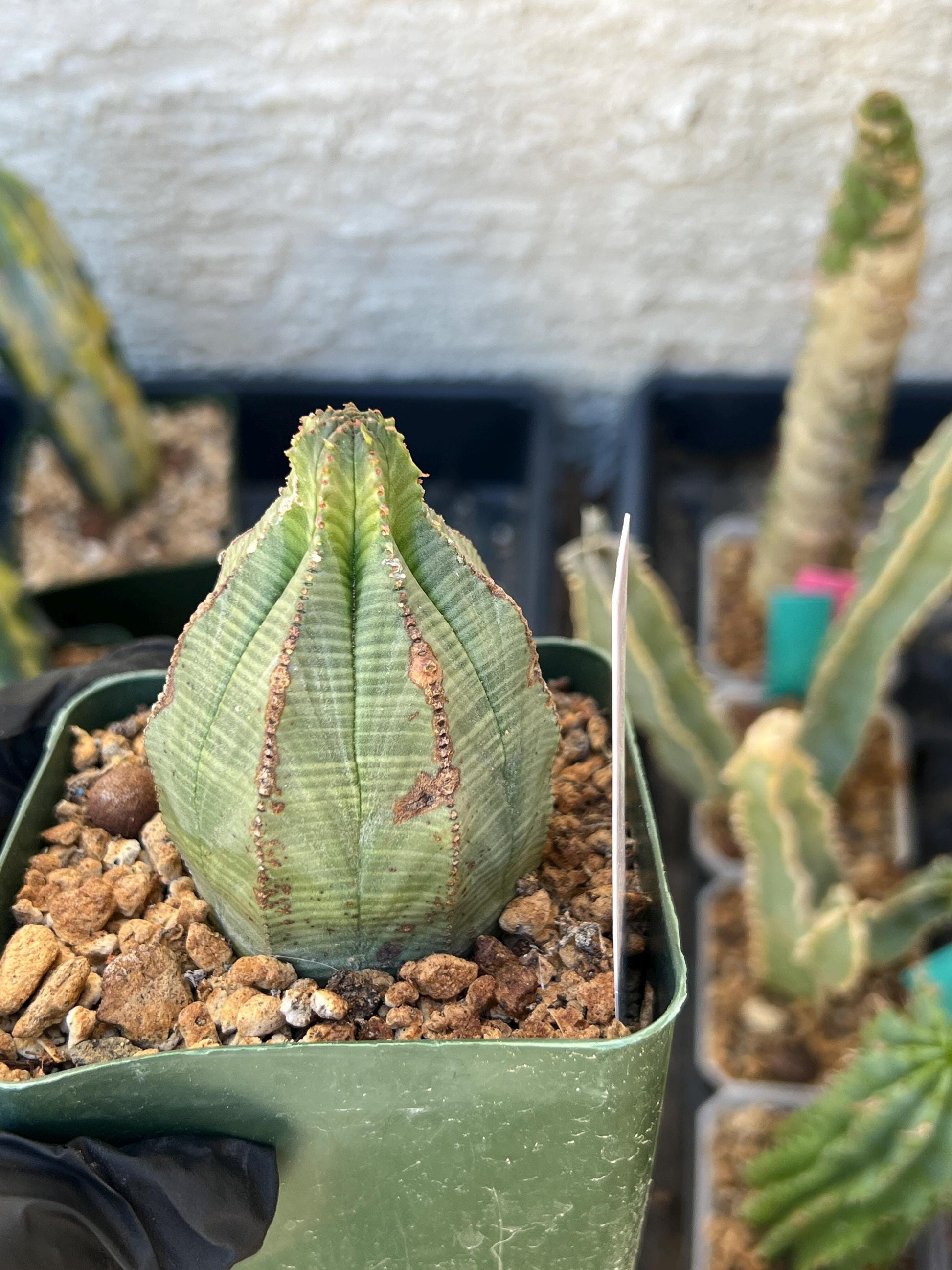 Euphorb obesa (White) | Imported Plants