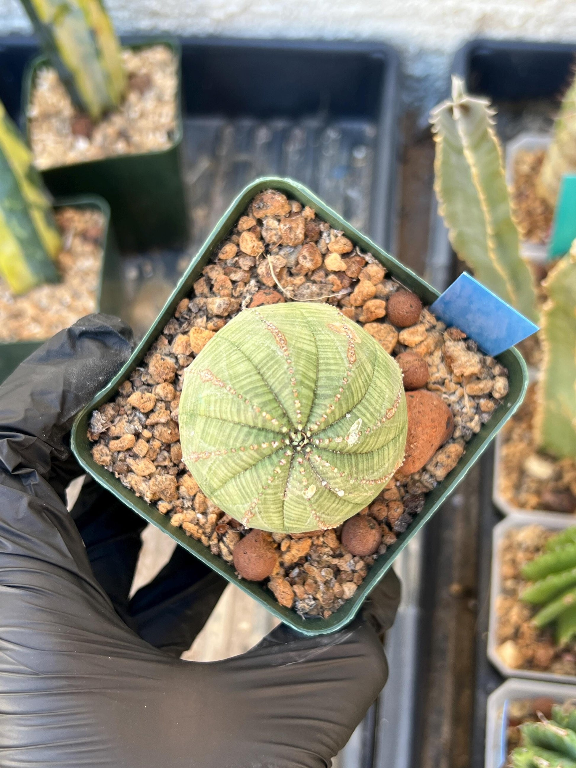 Euphorb obesa (Blue) | Imported Plants