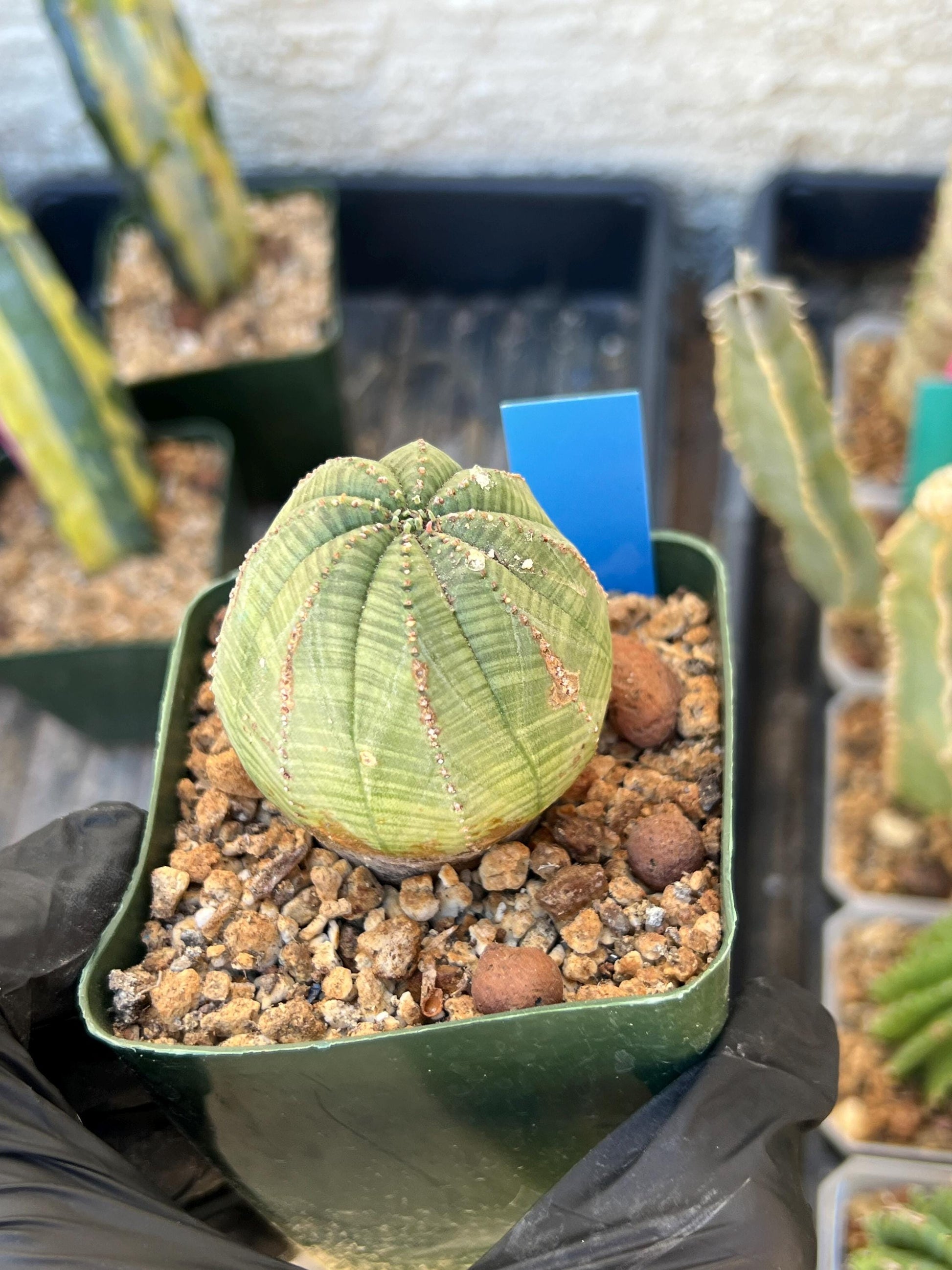 Euphorb obesa (Blue) | Imported Plants