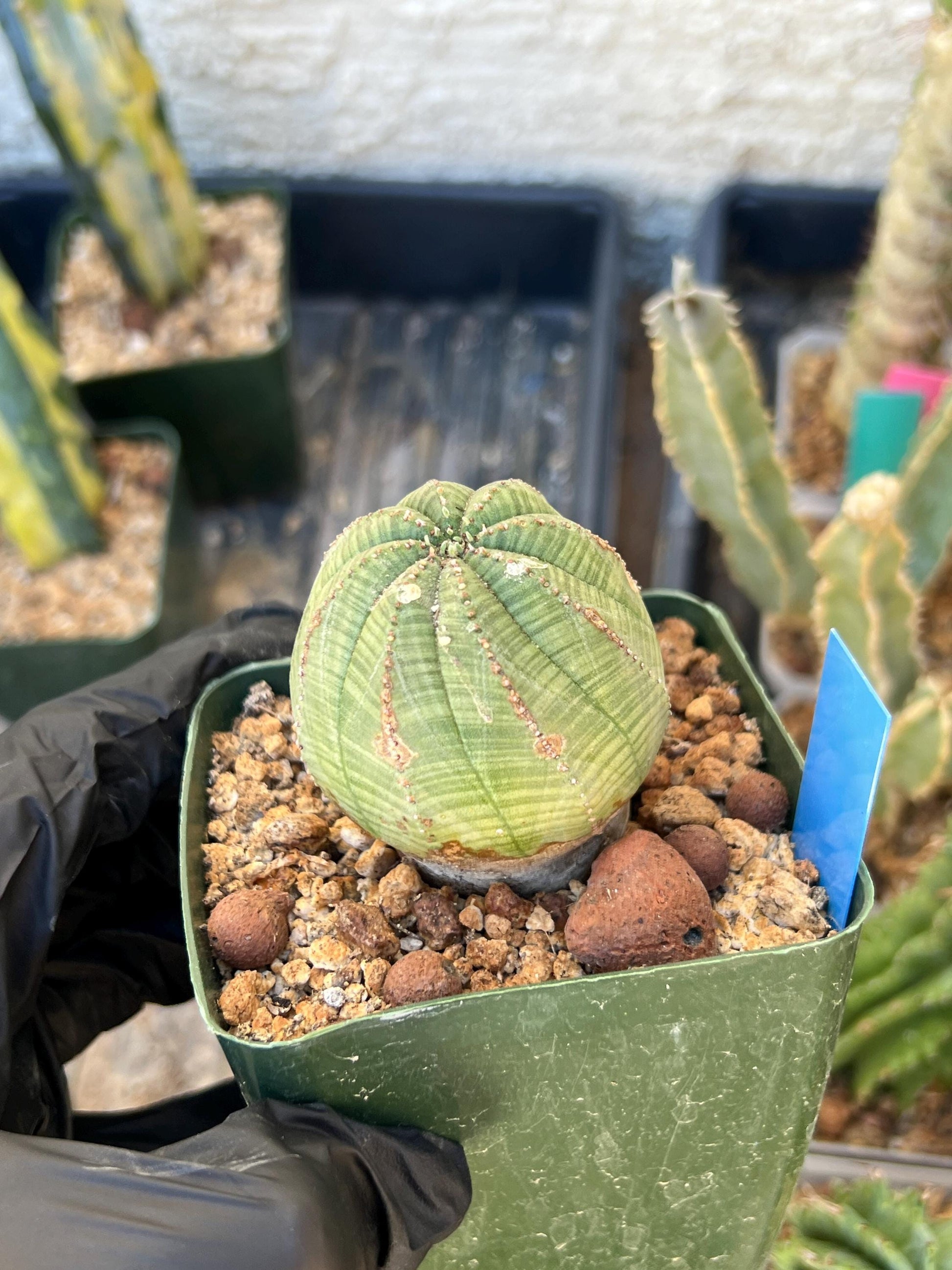 Euphorb obesa (Blue) | Imported Plants