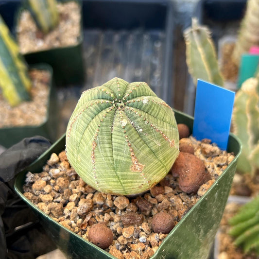 Euphorb obesa (Blue) | Imported Plants