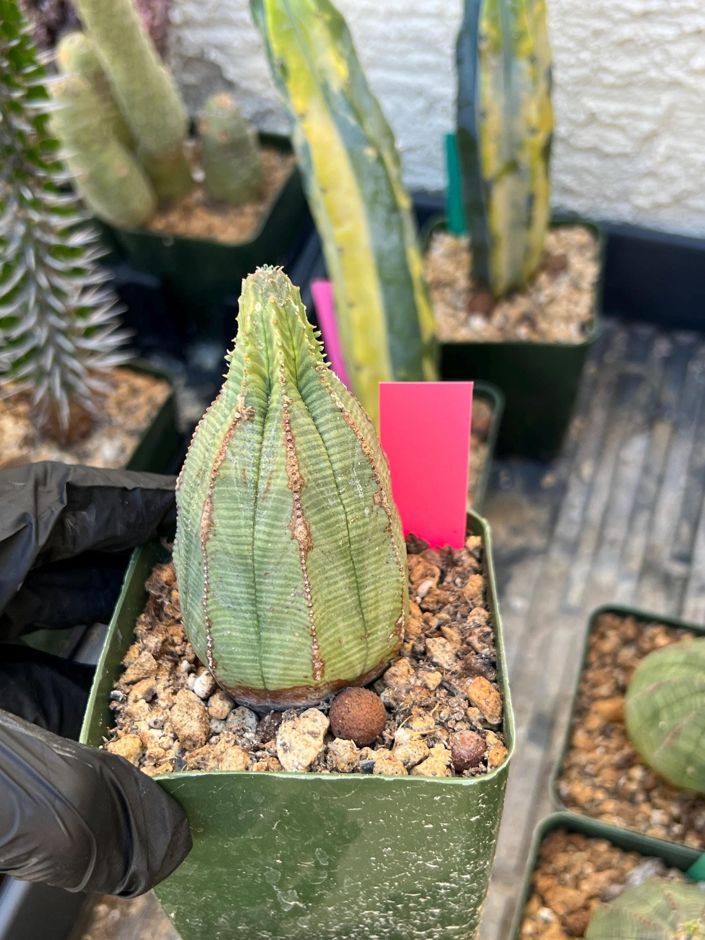 Euphorb obesa (Pink) | Imported Plants