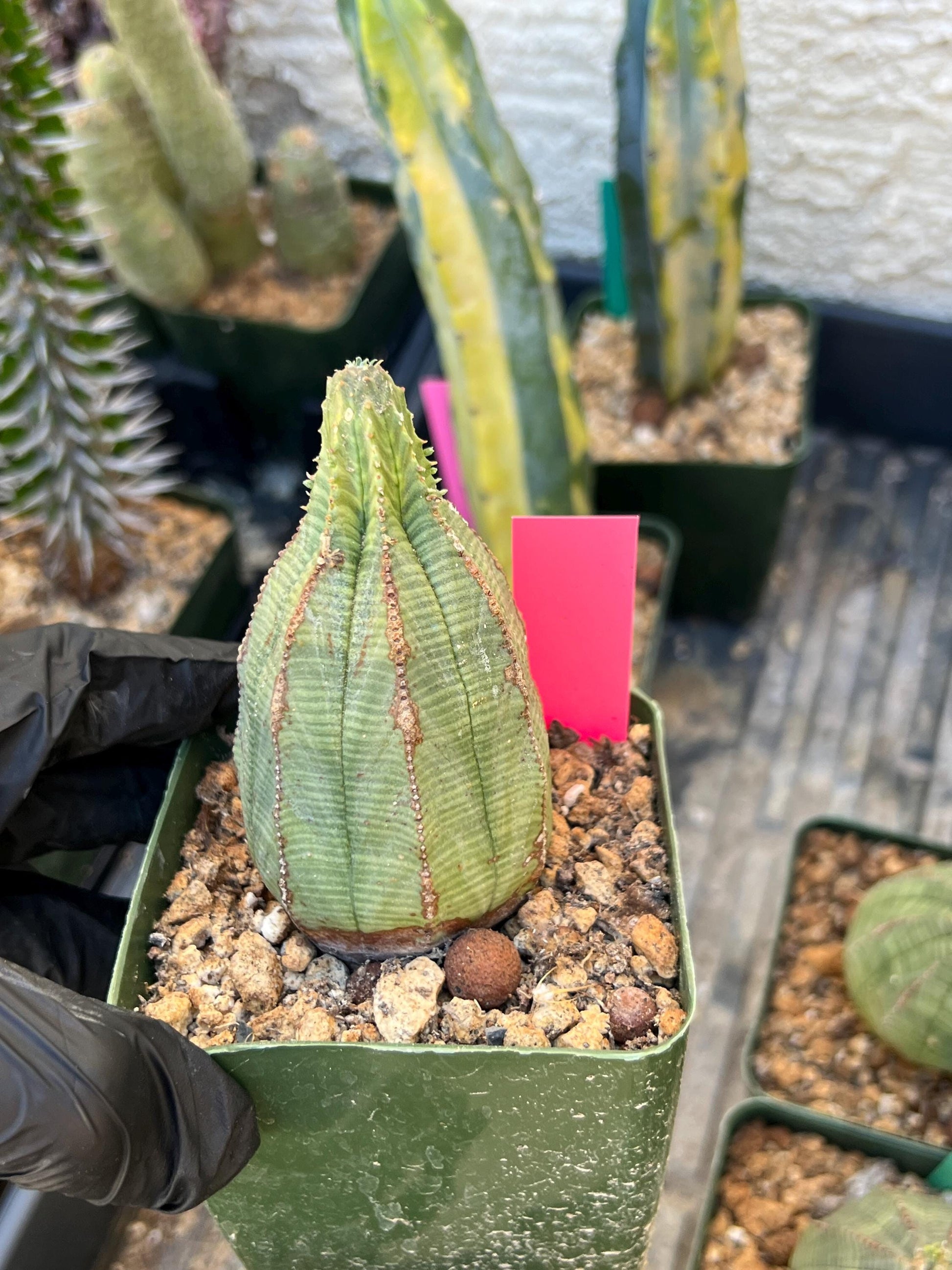 Euphorb obesa (Pink) | Imported Plants