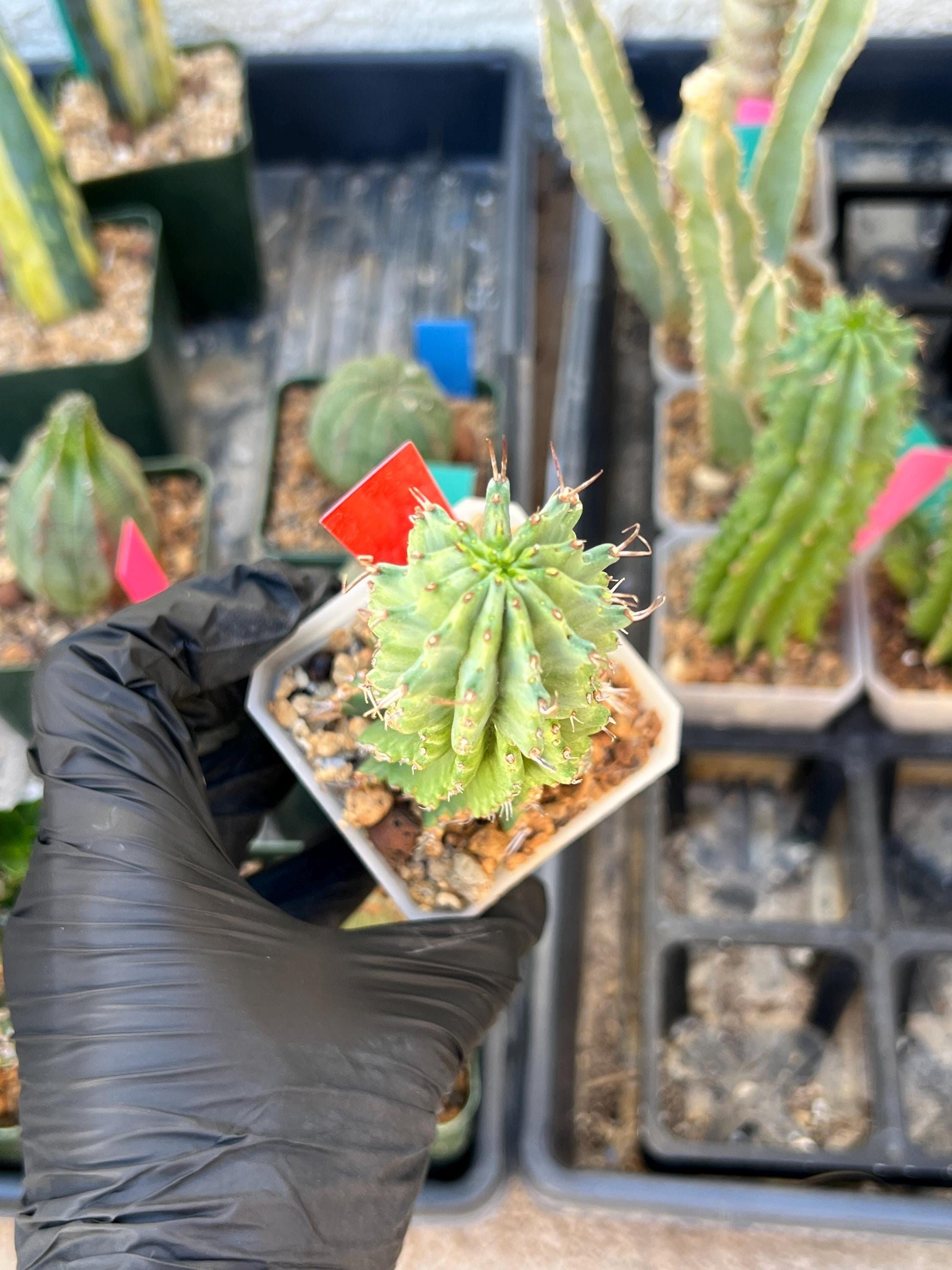 Euphorb Fruticosa Inermis (RED) | Rare Succulent