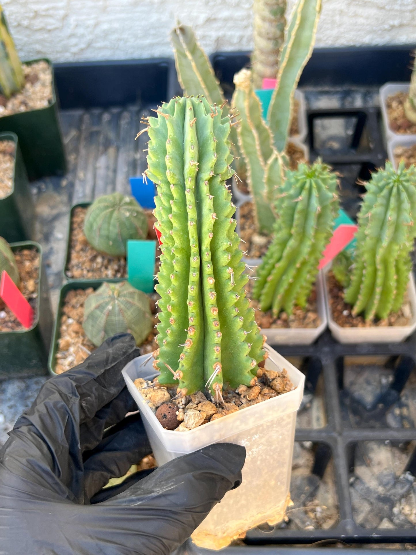 Euphorb Fruticosa Inermis (RED) | Rare Succulent