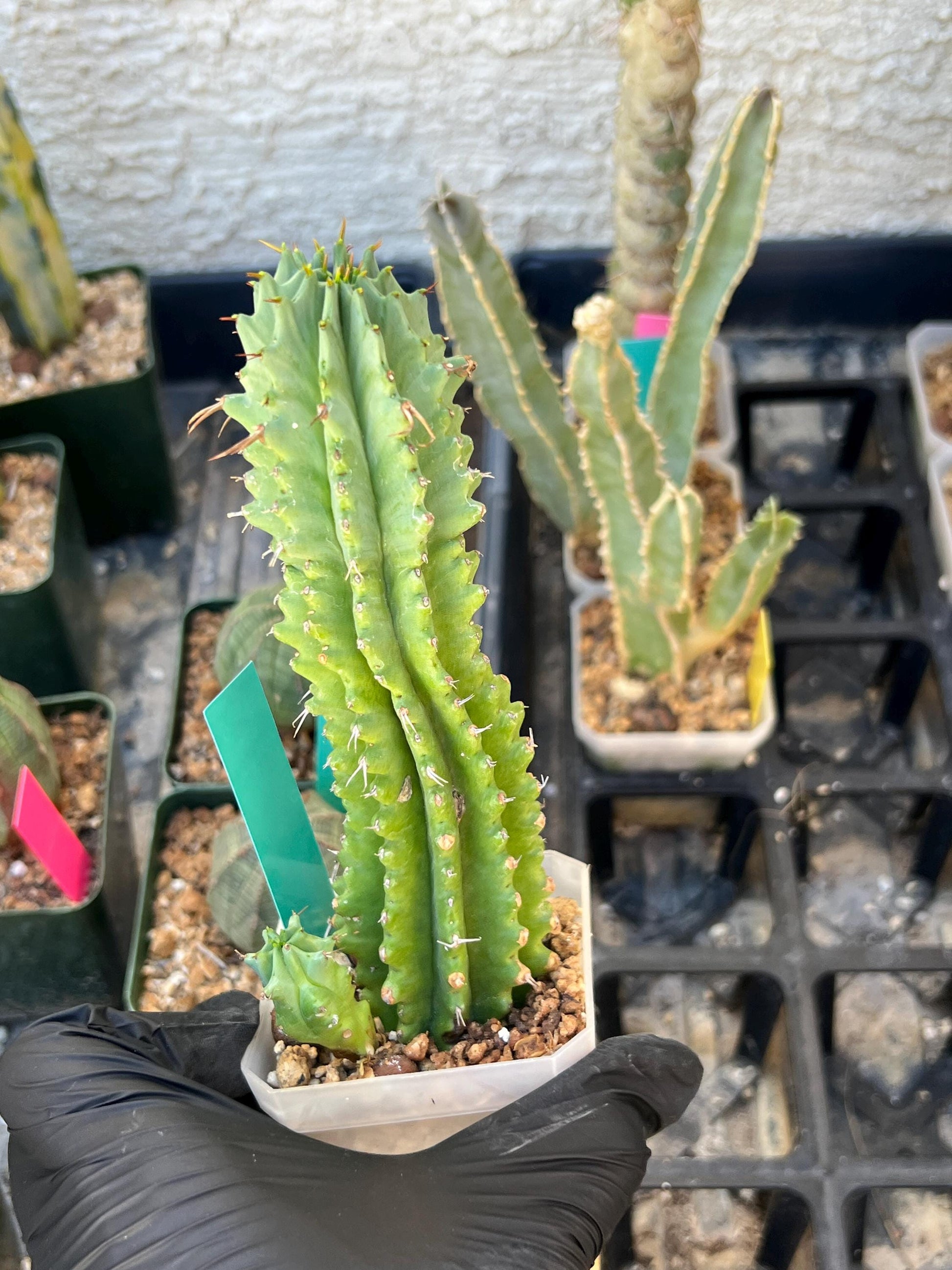 Euphorb Fruticosa Inermis (Green) | Rare Succulent