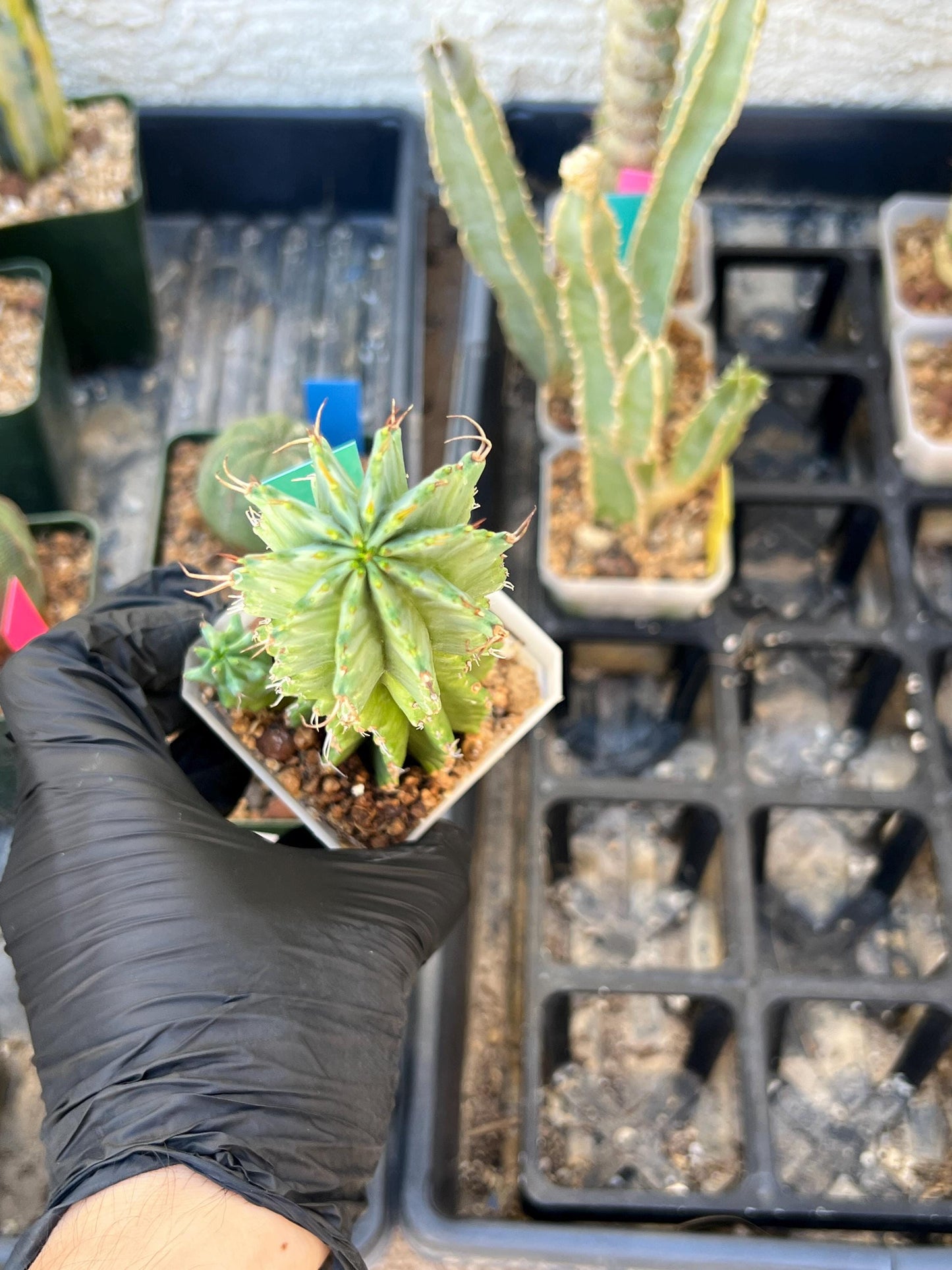 Euphorb Fruticosa Inermis (Green) | Rare Succulent