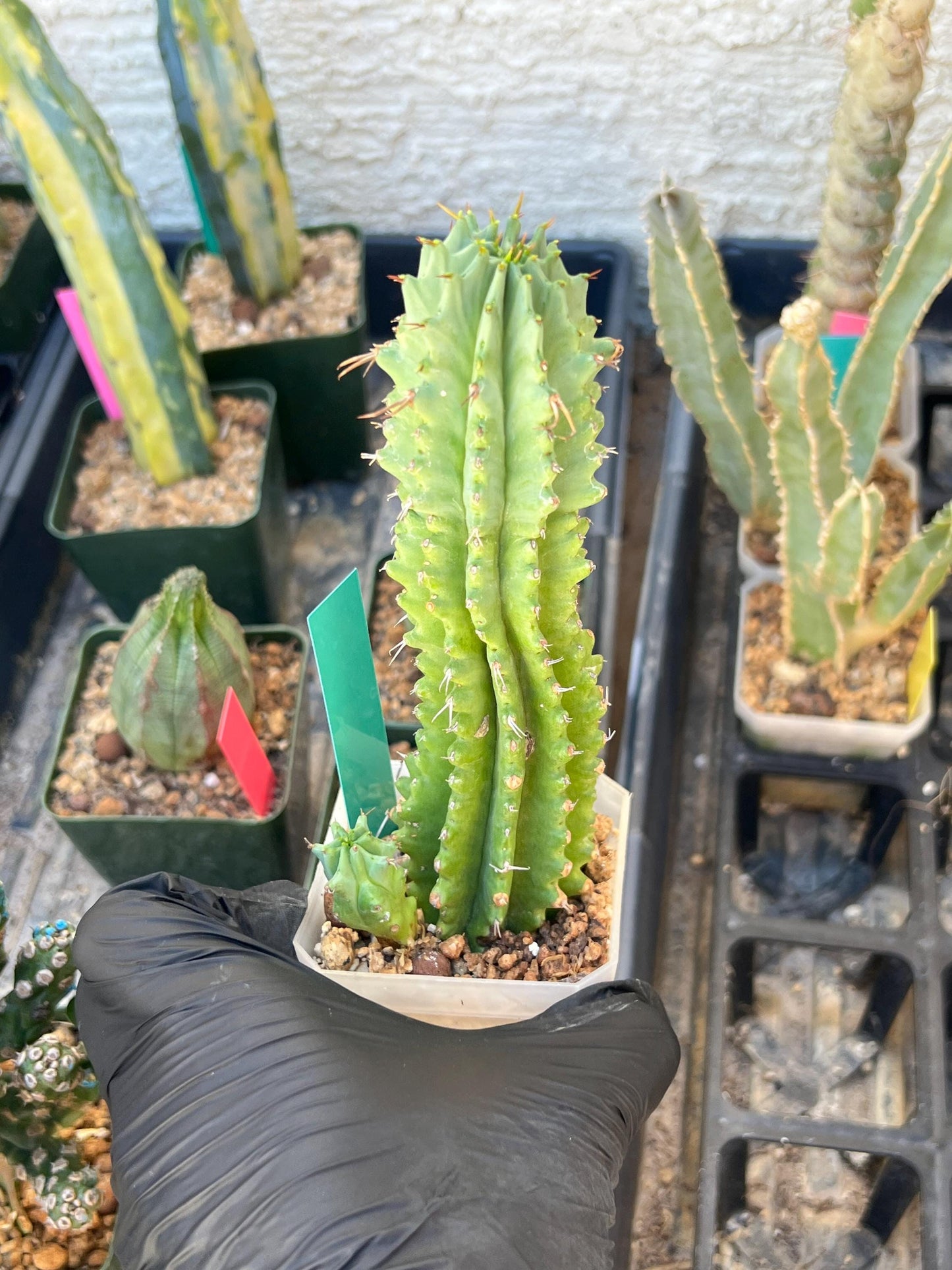 Euphorb Fruticosa Inermis (Green) | Rare Succulent
