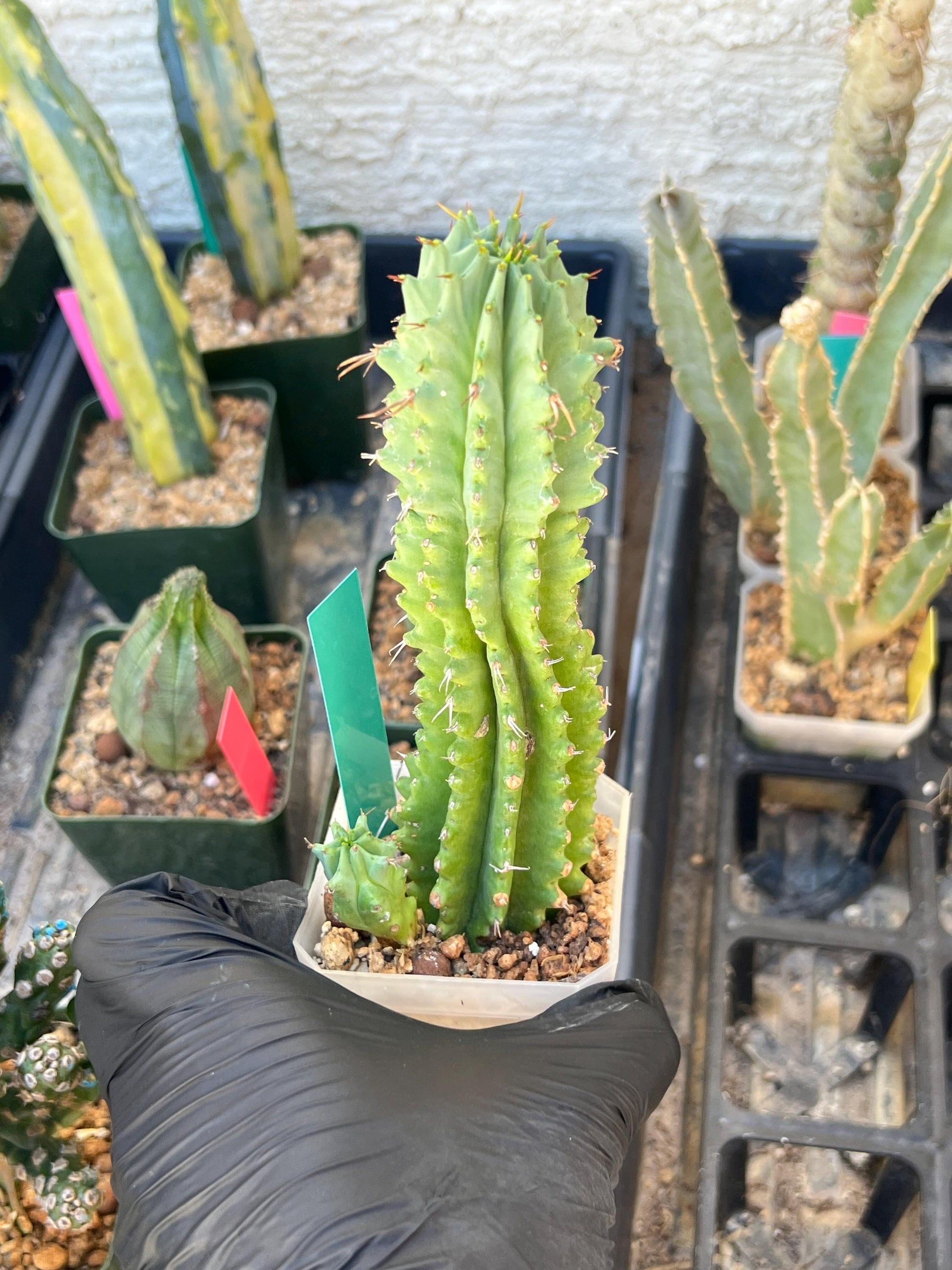 Euphorb Fruticosa Inermis (Green) | Rare Succulent