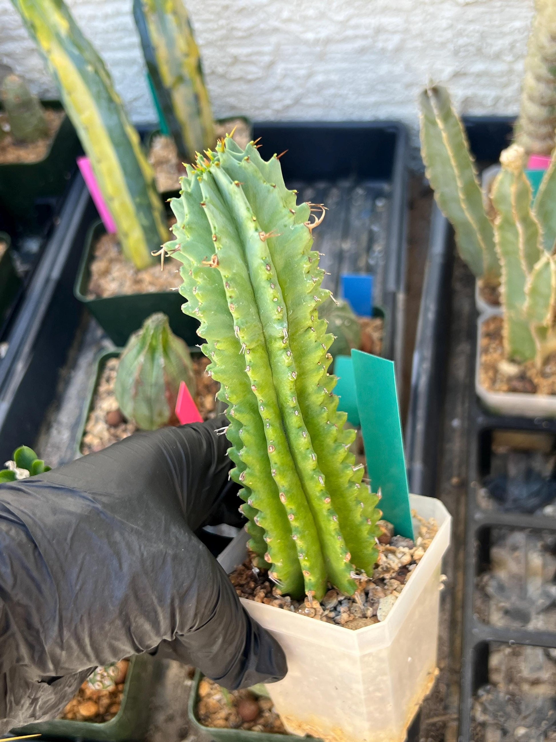 Euphorb Fruticosa Inermis (Green) | Rare Succulent